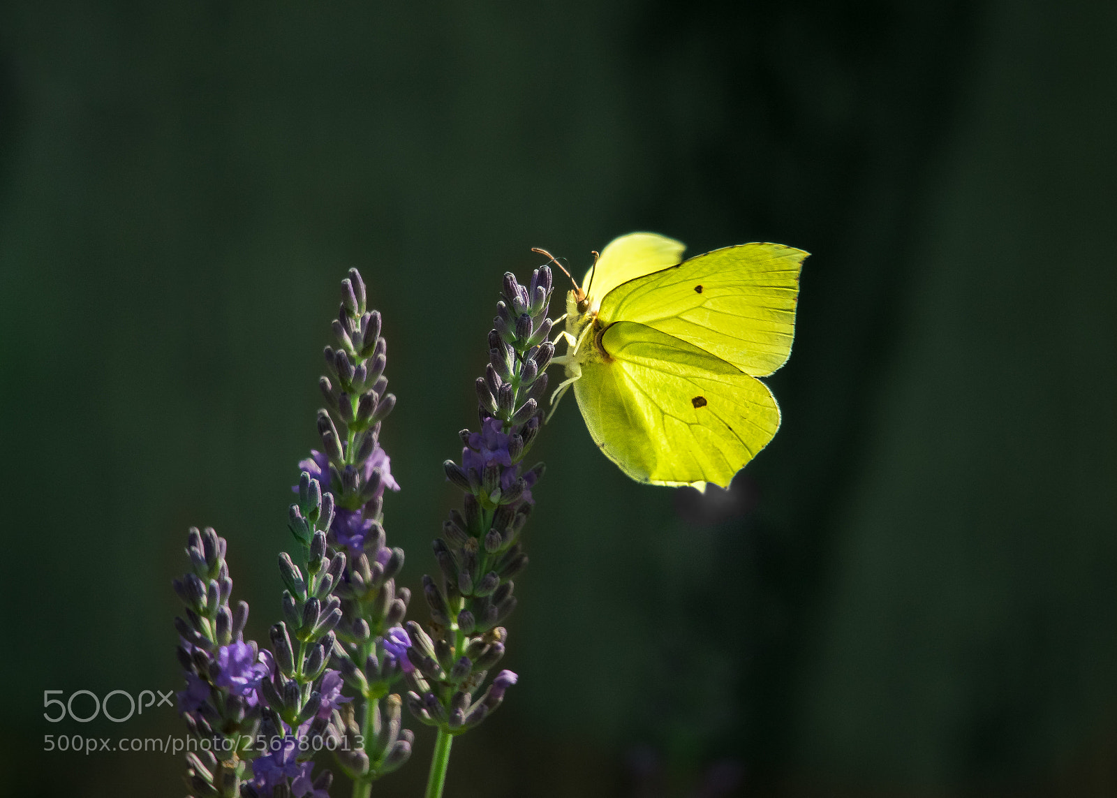 Nikon D5300 sample photo. Flying away photography