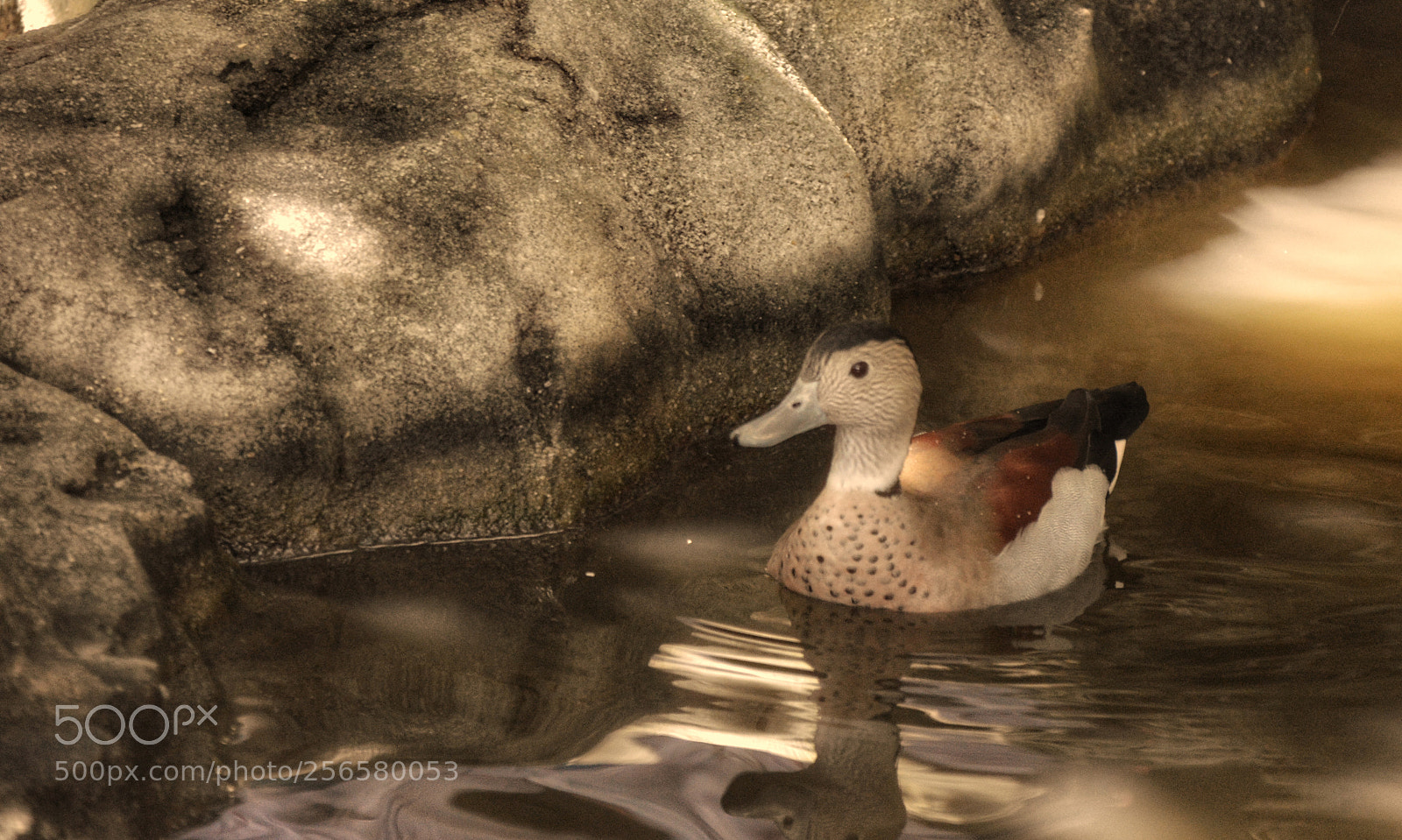 Nikon D3200 sample photo. Duck face photography