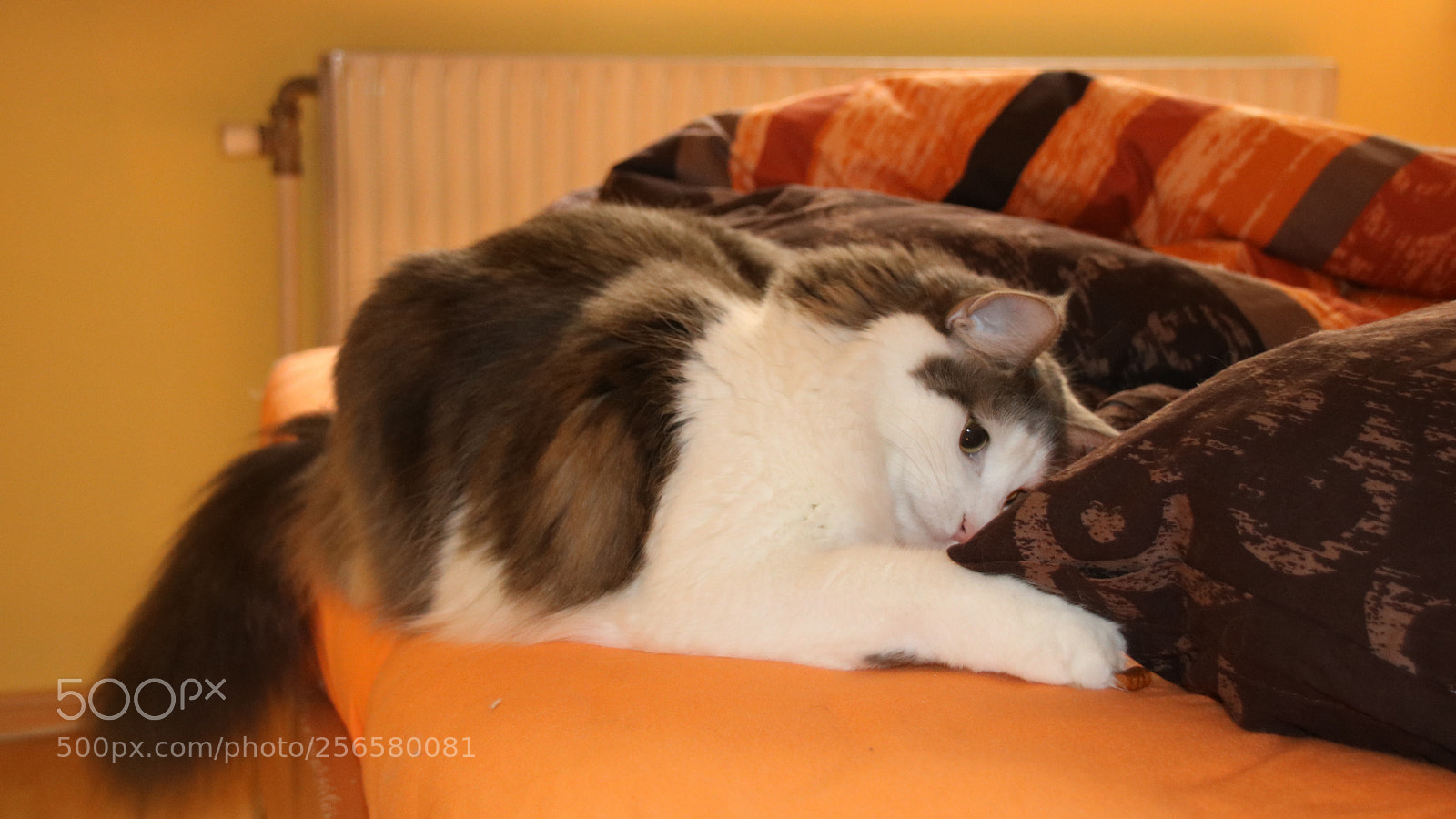 Canon EOS 750D (EOS Rebel T6i / EOS Kiss X8i) sample photo. Sissy f ngt ein photography