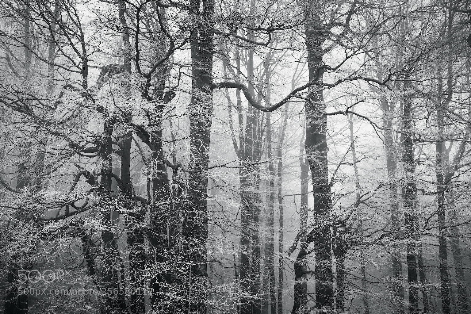 Canon EOS 5D Mark II sample photo. Haunted forest photography