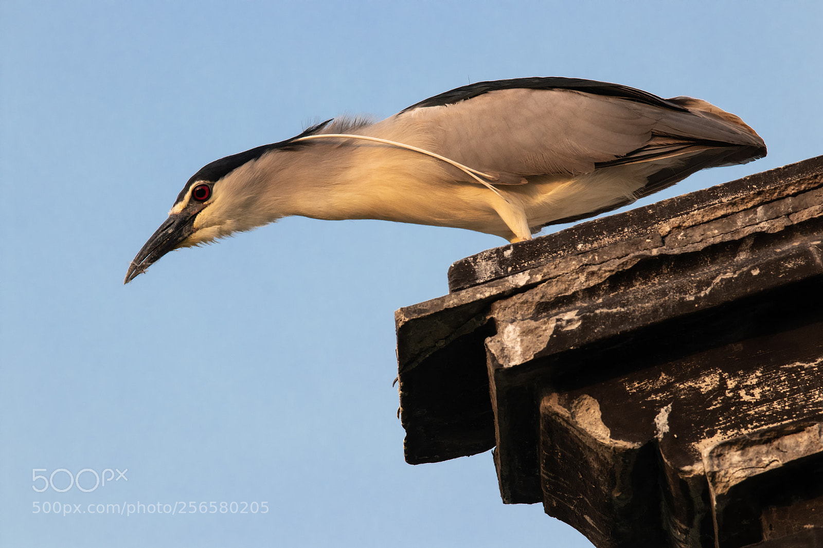 Canon EOS 80D sample photo. Night heron photography