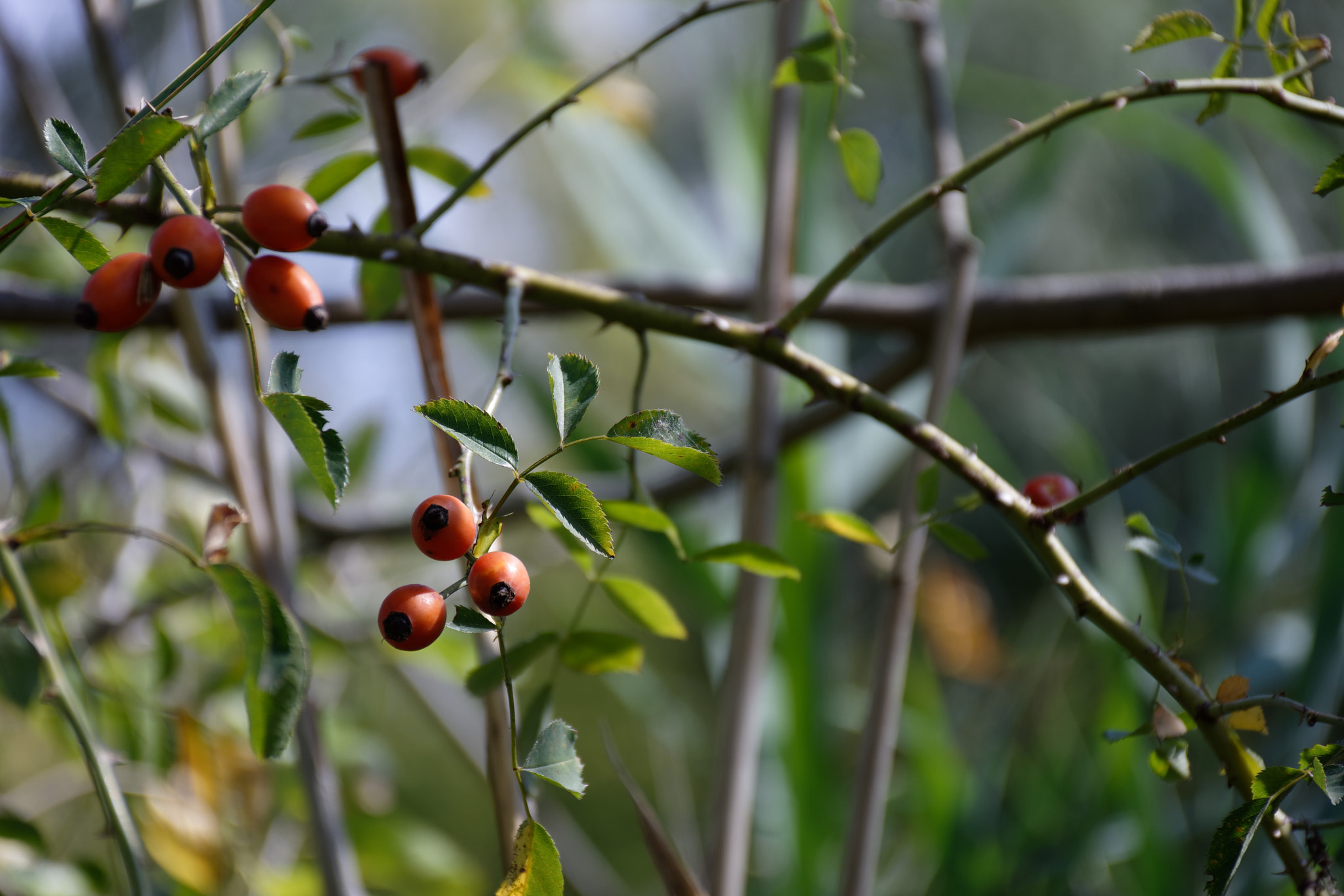 Nikon D7200 sample photo. Nature photography