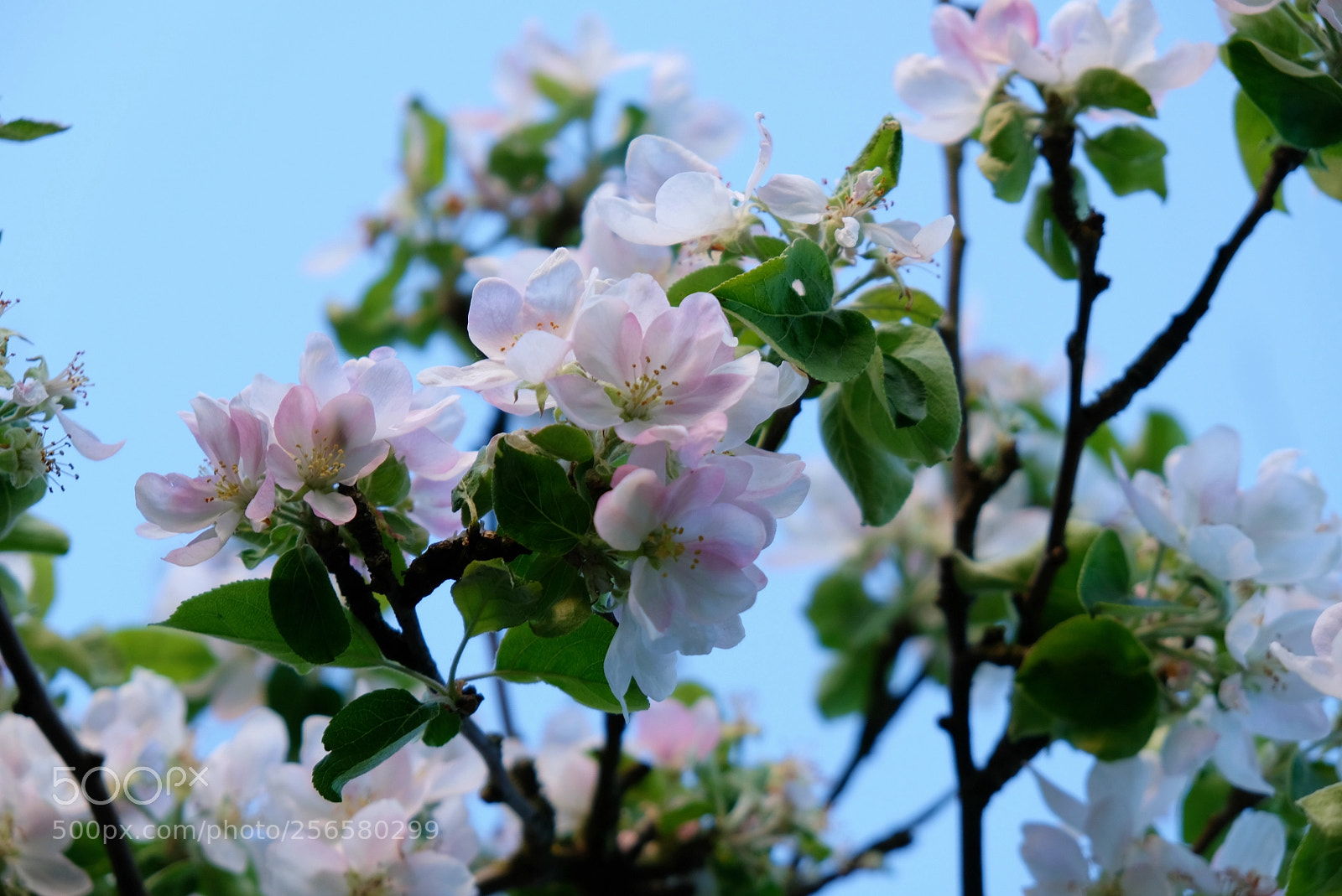 Fujifilm X-T20 sample photo. Jabloň photography