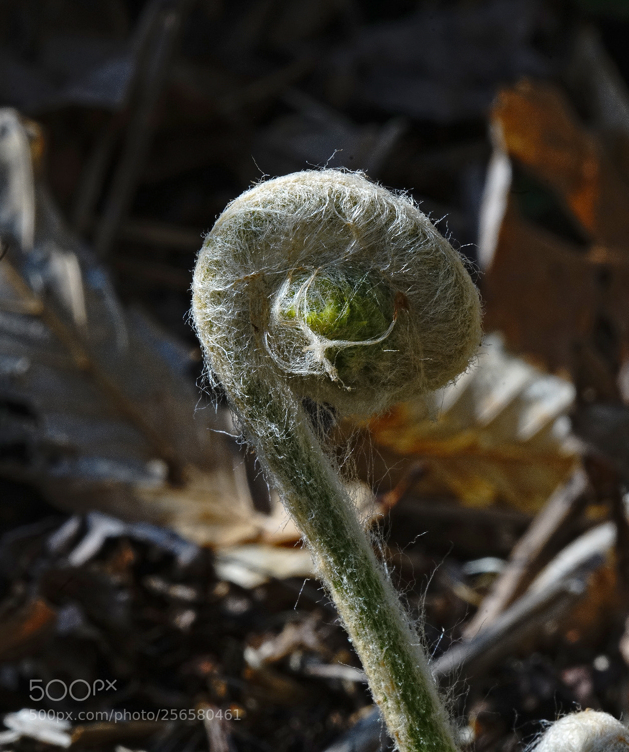 Sony a7R II sample photo. Hairy fiddlehead photography