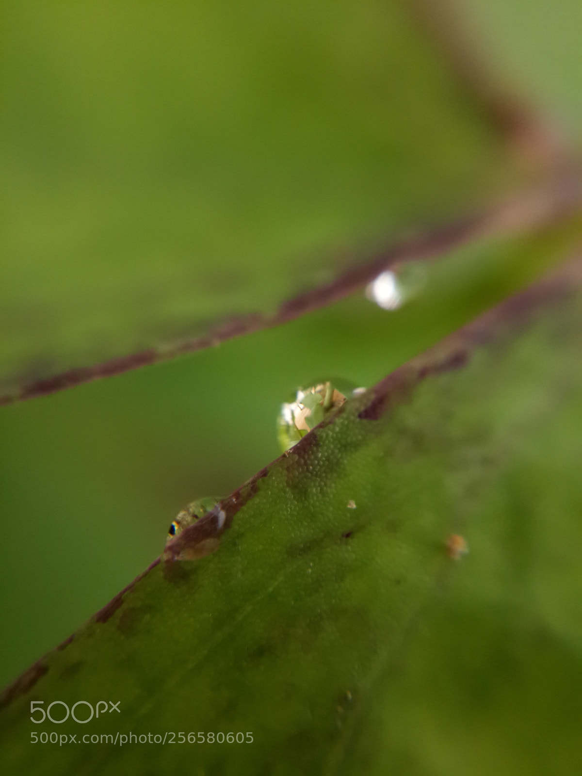 Samsung Galaxy S4 sample photo. Rain drops photography