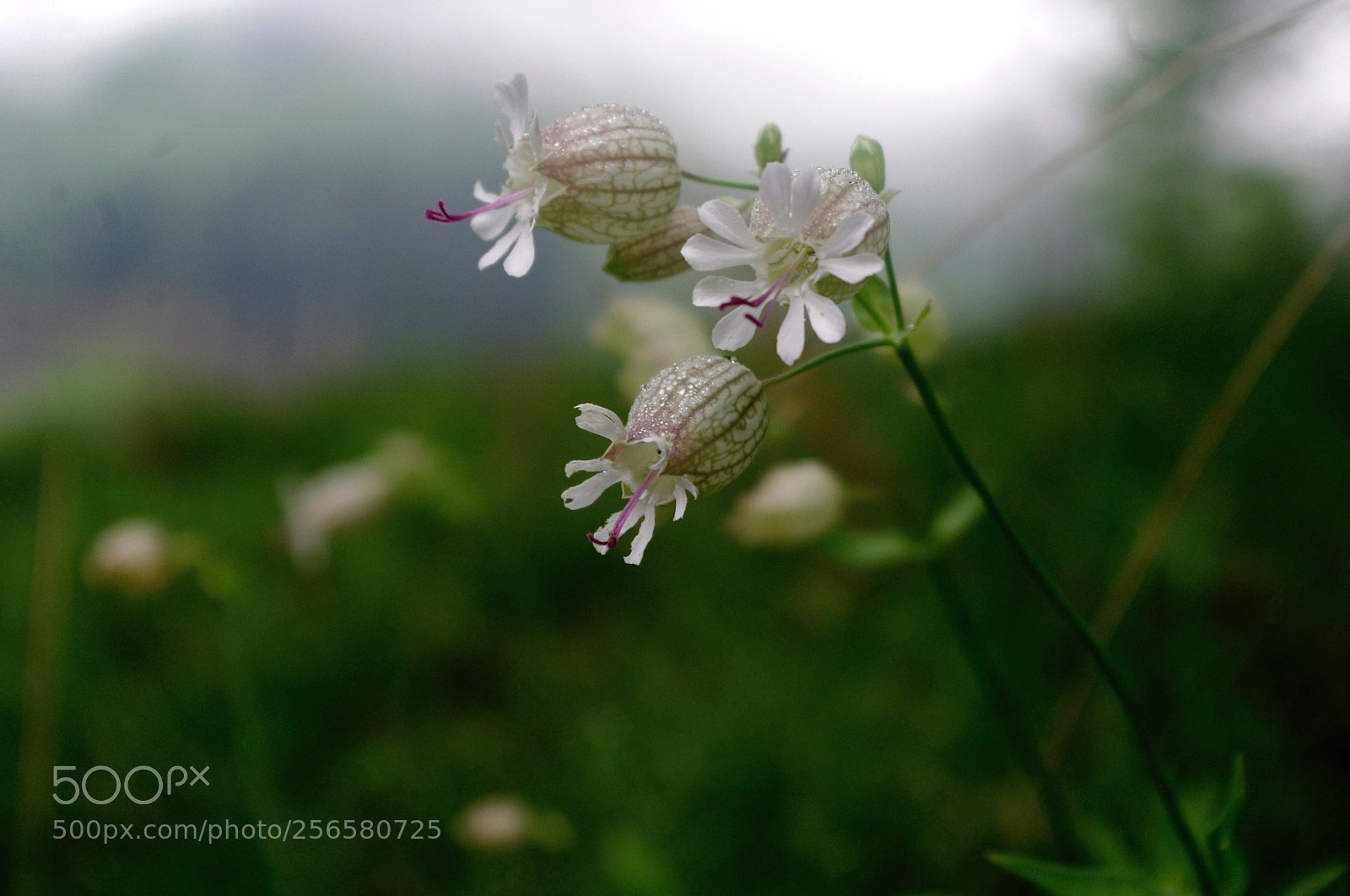Pentax K-x sample photo. Good morning nature photography