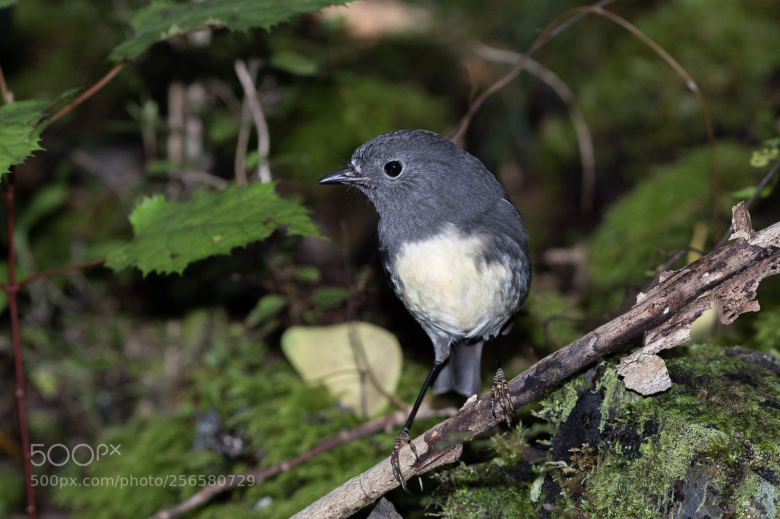 Nikon D500 sample photo. Si robin toutouwai petroica photography