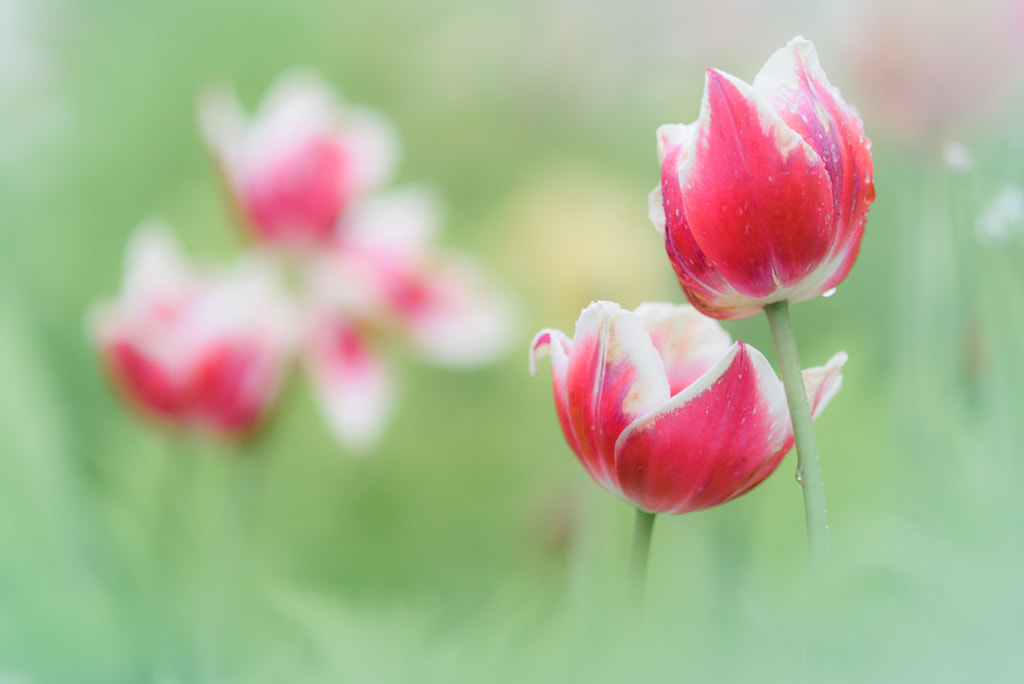 After a Spring Rain by L.th  on 500px.com