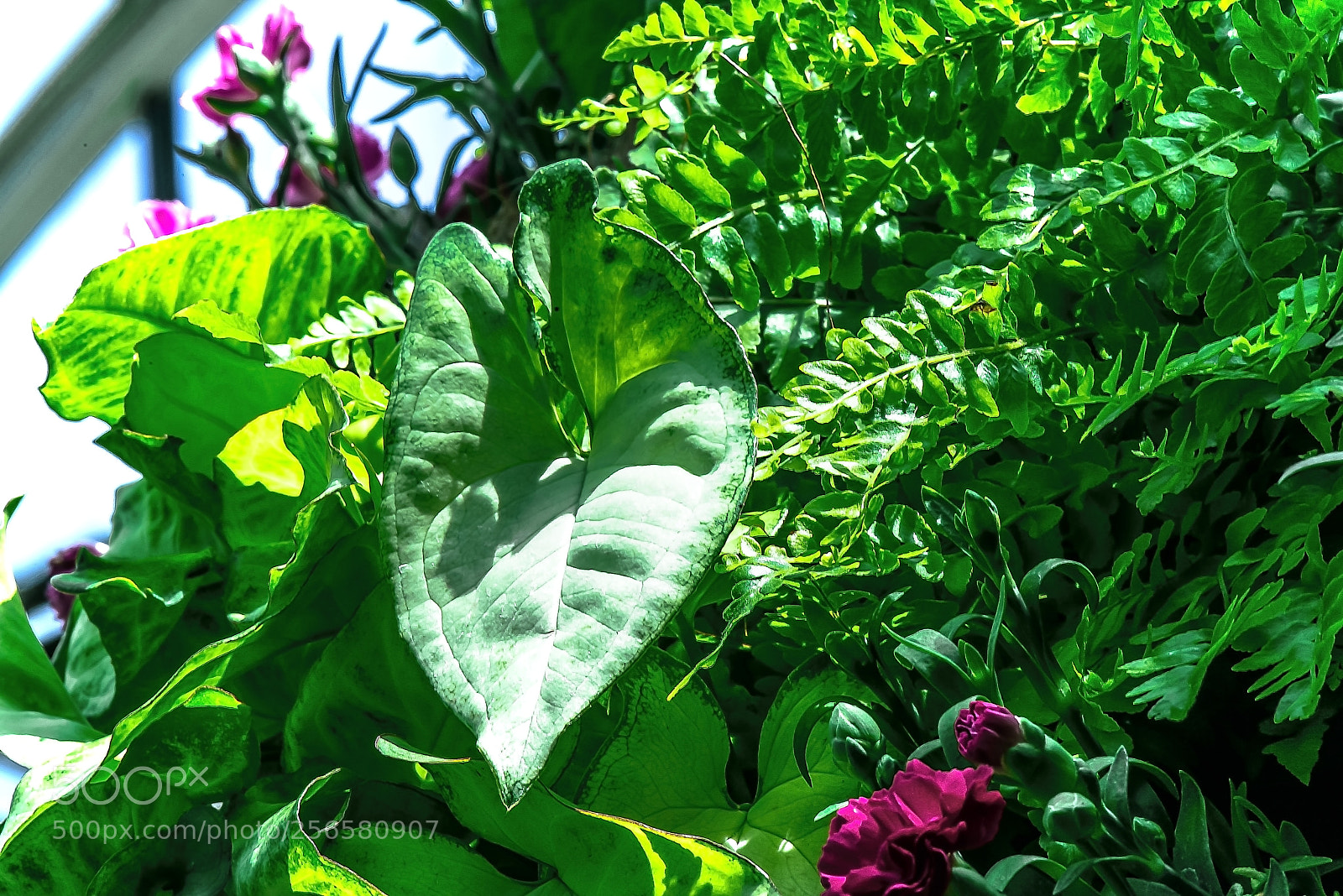 Nikon D800E sample photo. Large leaves and small photography