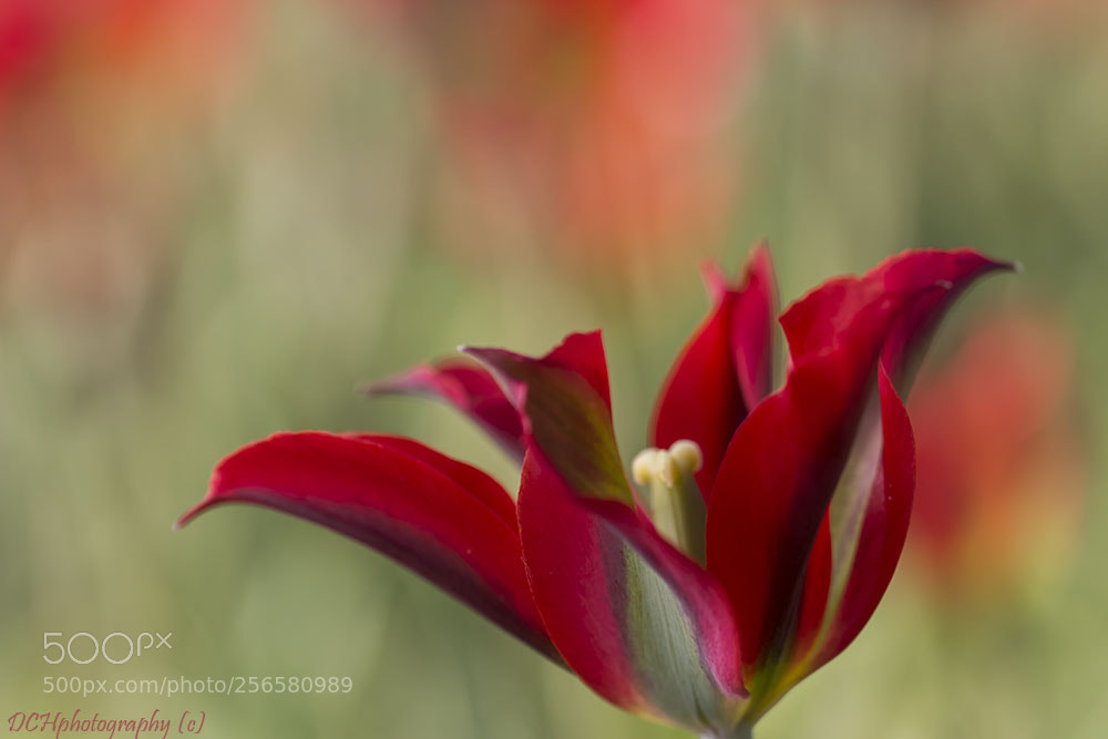 Canon EOS 650D (EOS Rebel T4i / EOS Kiss X6i) sample photo. Red beauty photography
