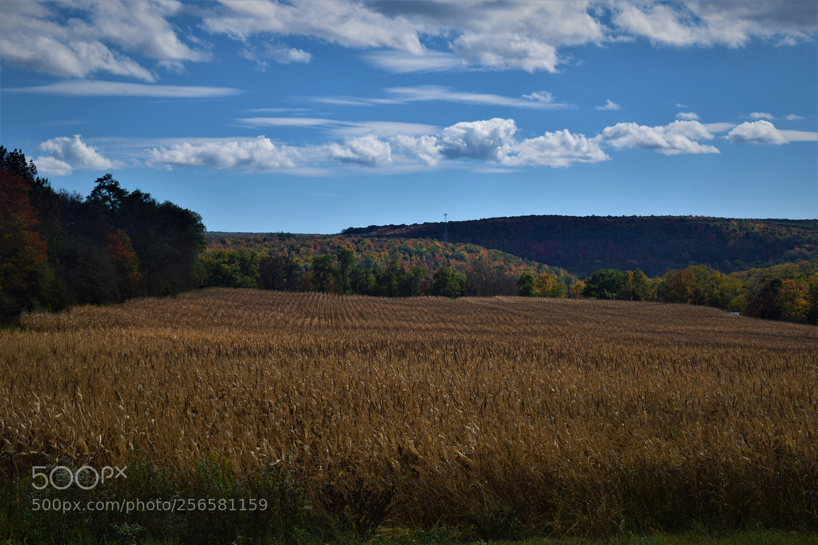 Nikon D3300 sample photo. Fall on the farm photography
