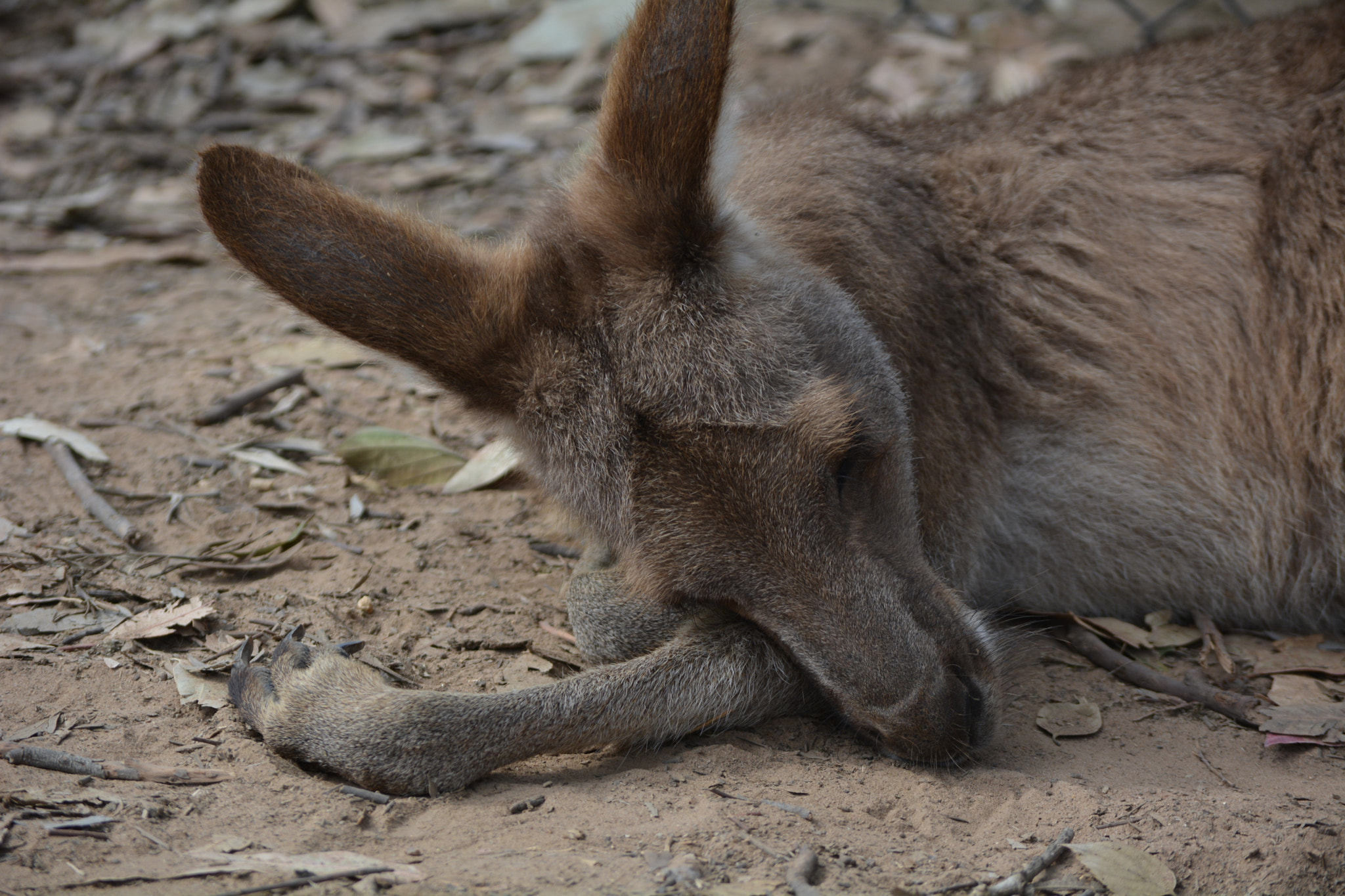 Nikon D5200 sample photo. Australia wildlife photography