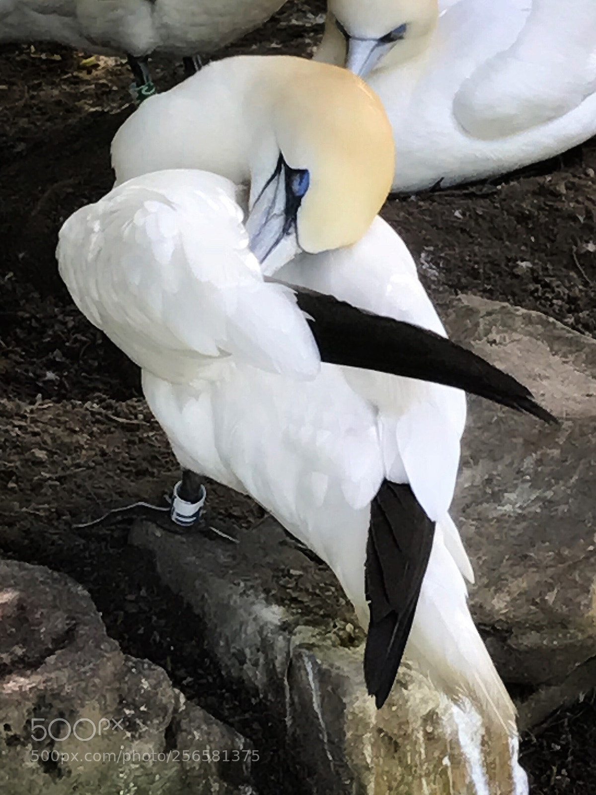 Apple iPhone 7 sample photo. Northern gannet photography