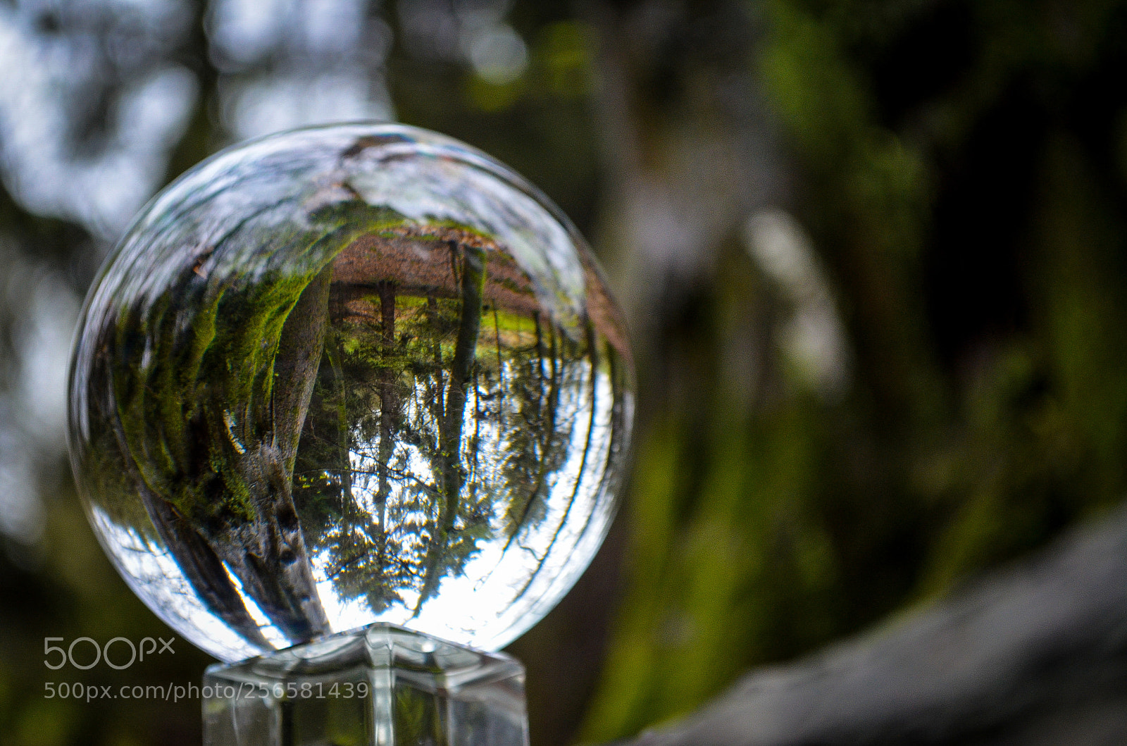 Nikon D5100 sample photo. Photoclassball photography