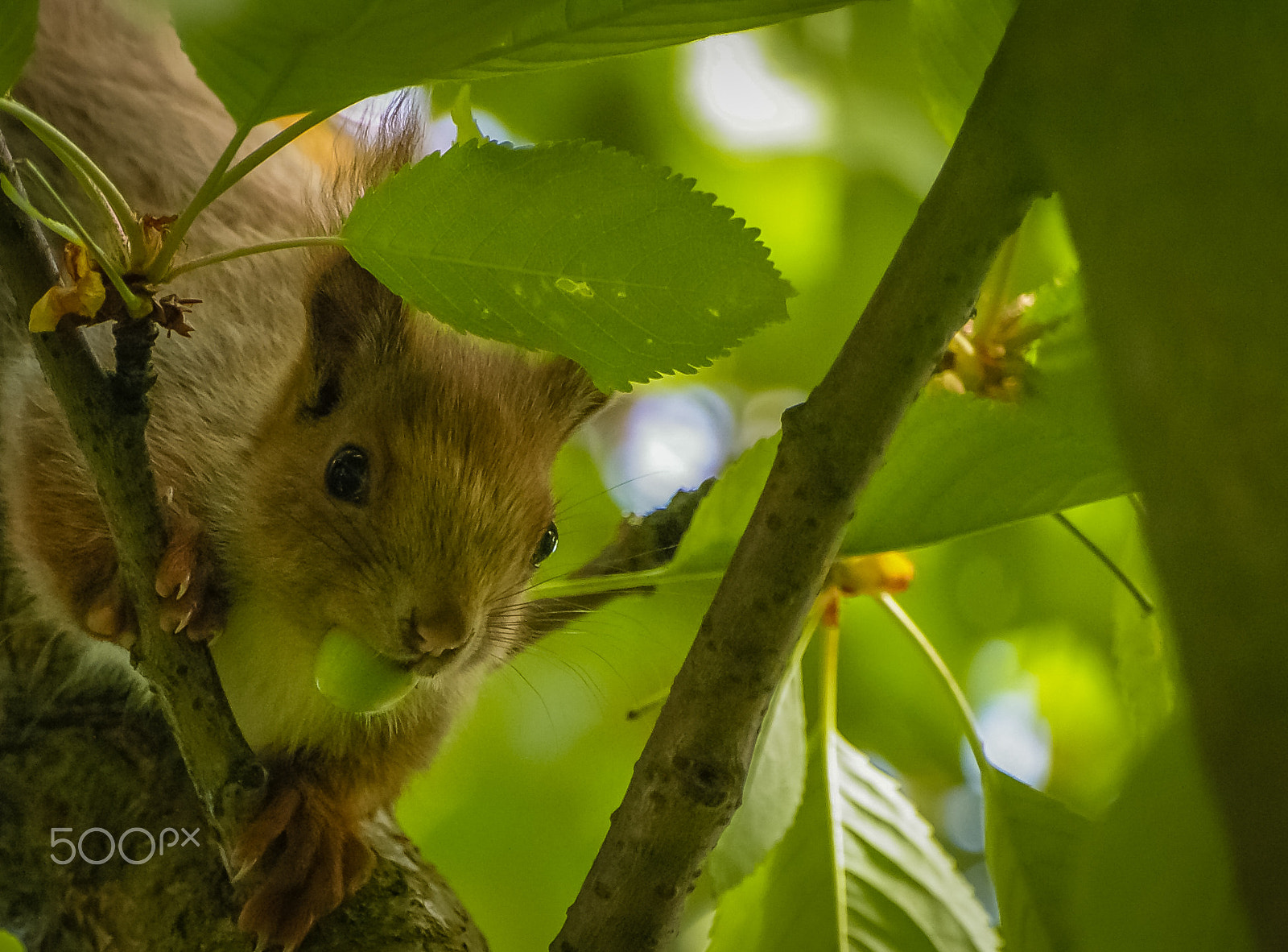 Pentax K100D Super sample photo. Red squirrel photography