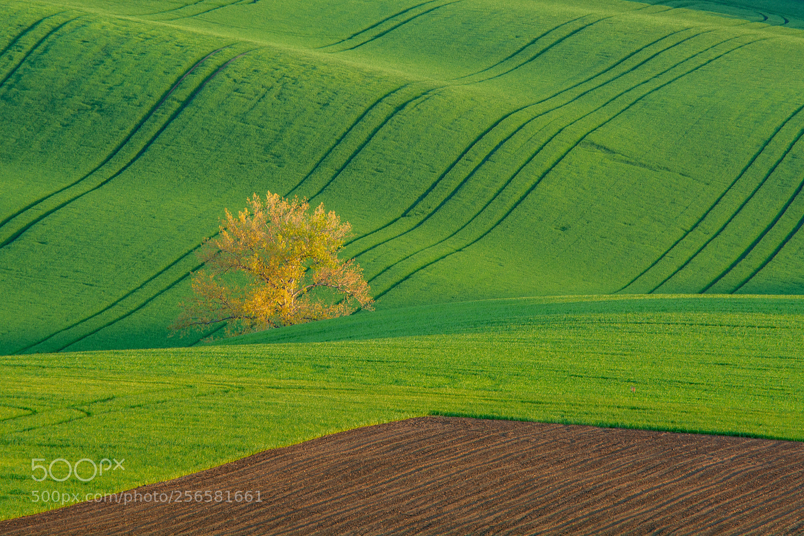 Nikon D7100 sample photo. Single tree photography