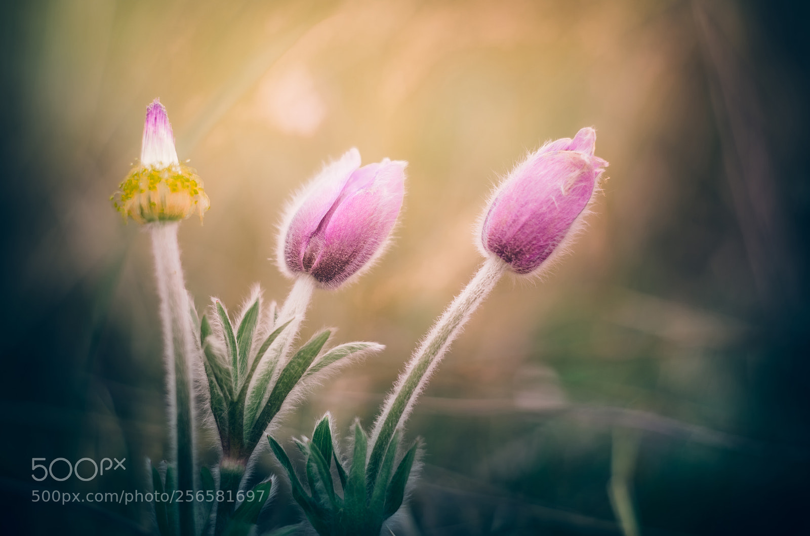 Nikon D7000 sample photo. Wildflower photography