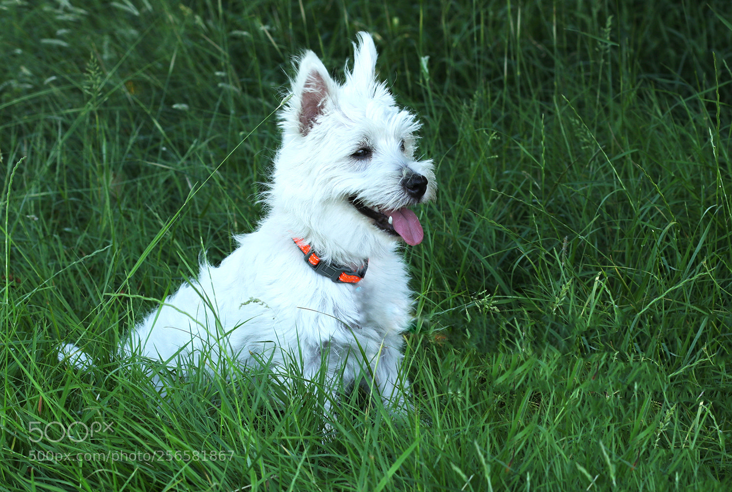Canon EOS 5D Mark IV sample photo. My dog photography