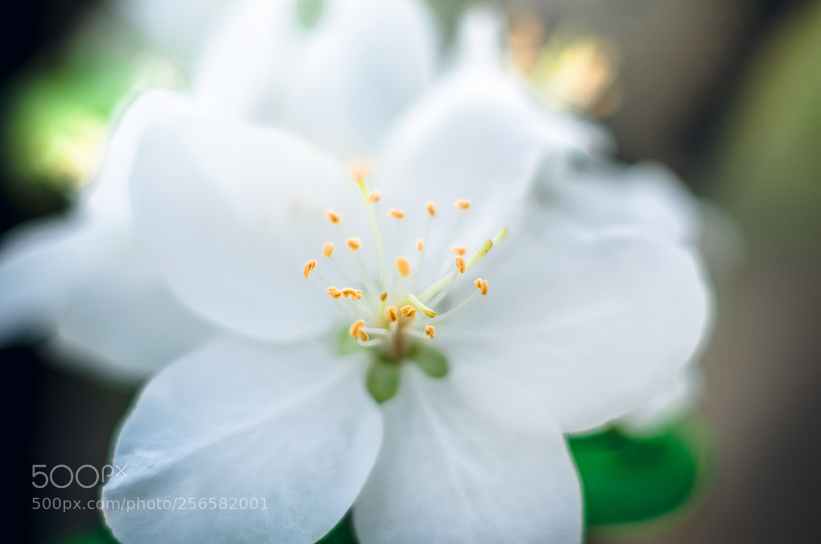 Nikon D7000 sample photo. Light up photography