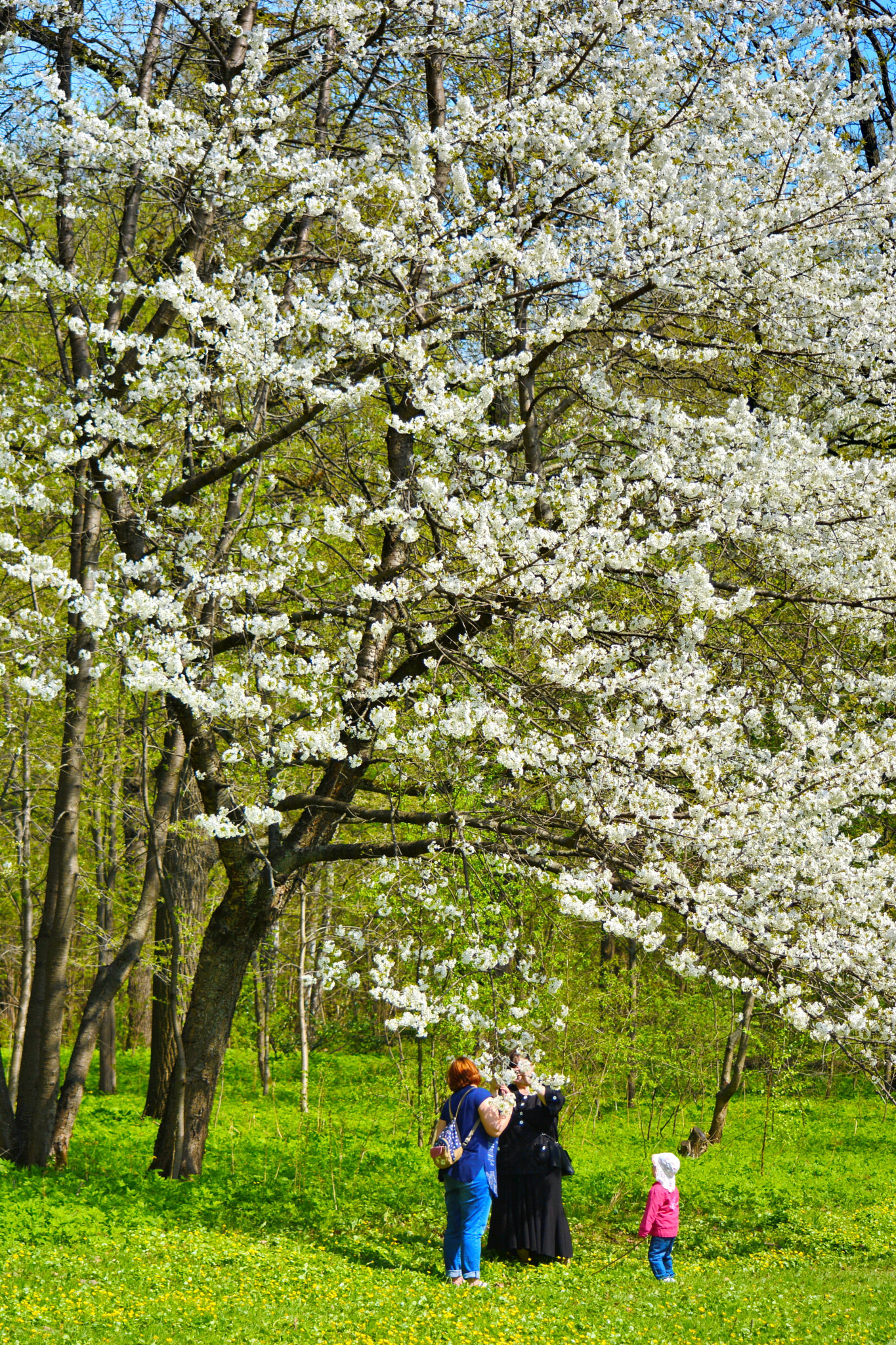 Nikon D5200 sample photo. It's spring photography