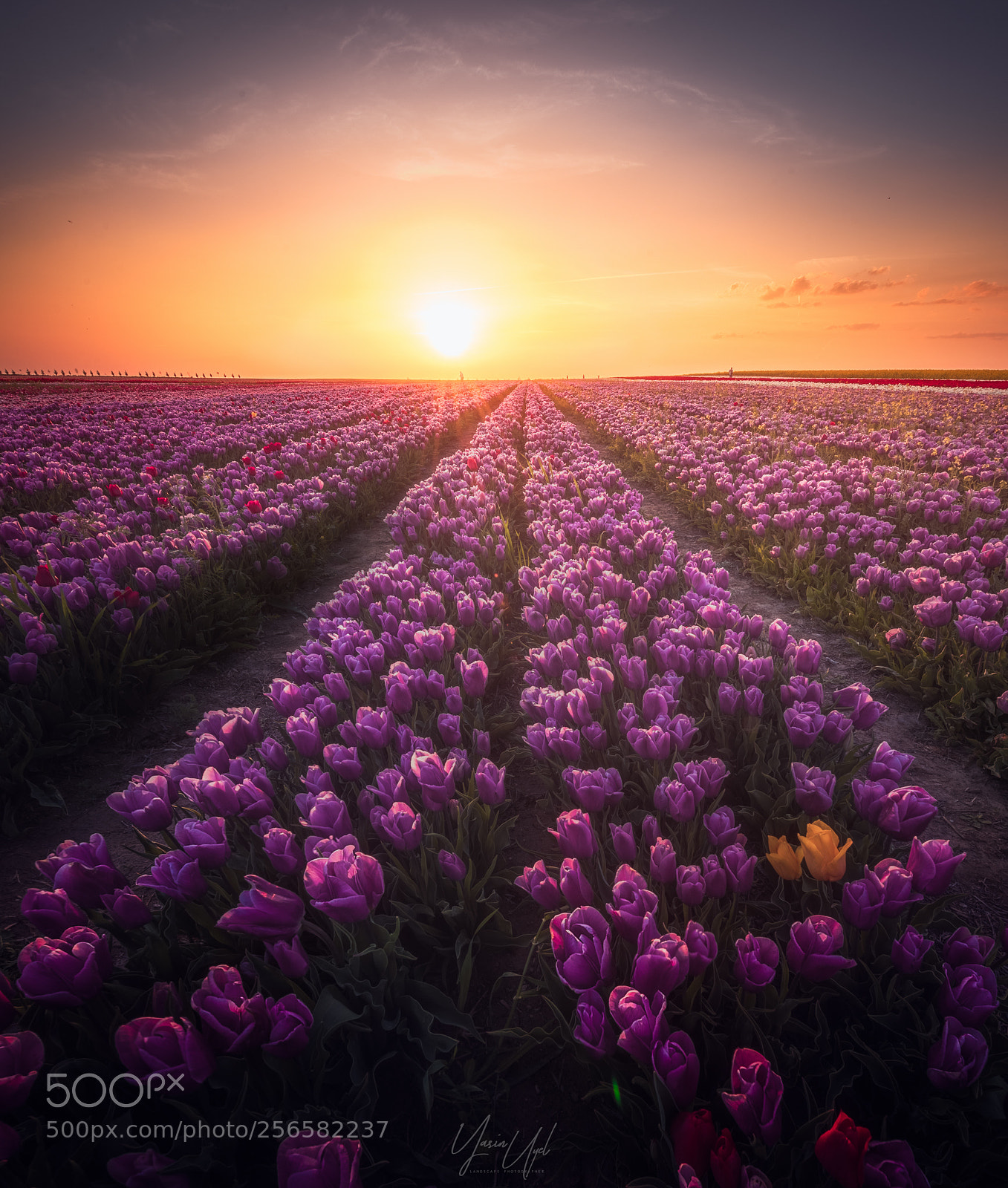 Nikon D810 sample photo. Tulip time photography