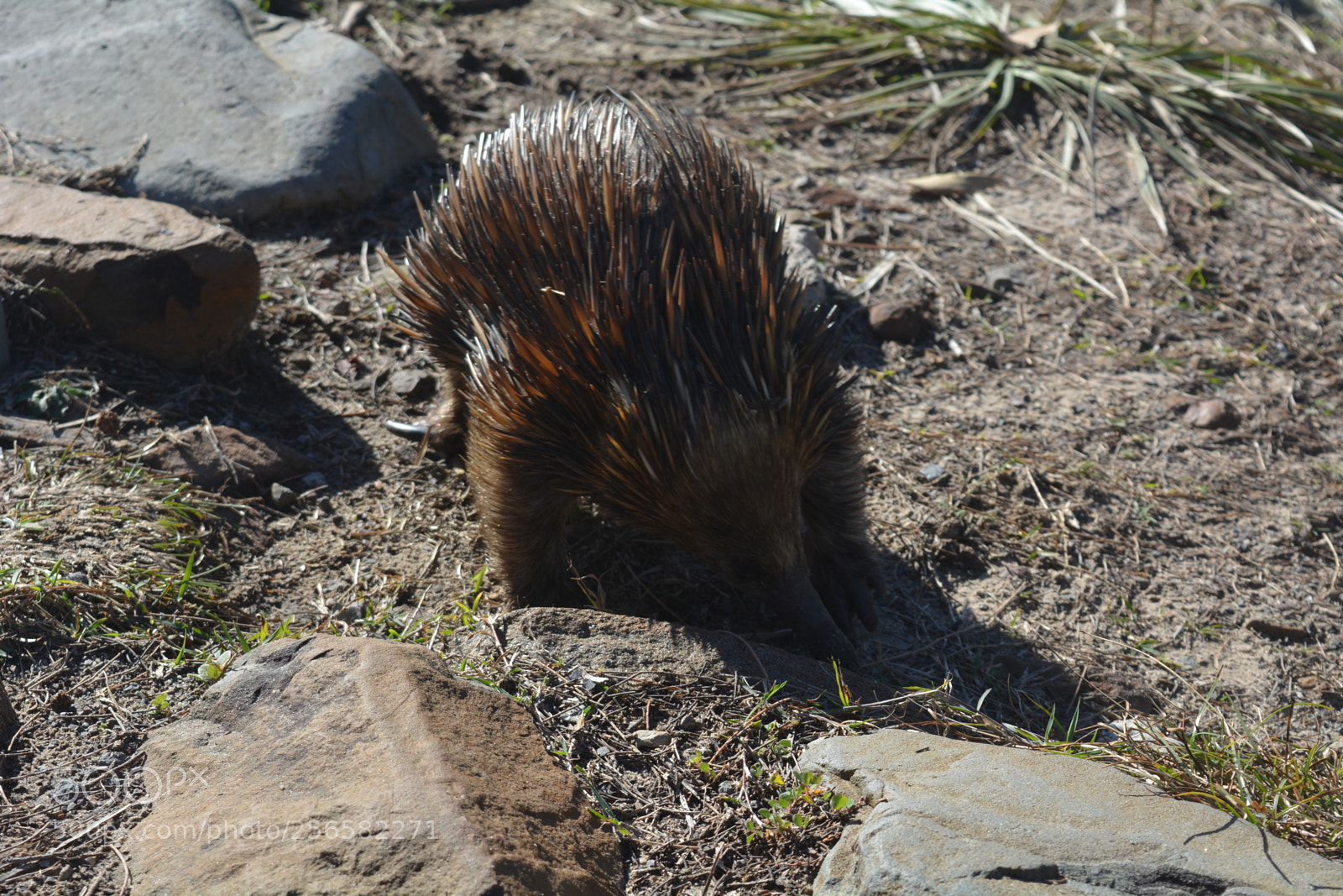 Nikon D5200 sample photo. Echidna photography
