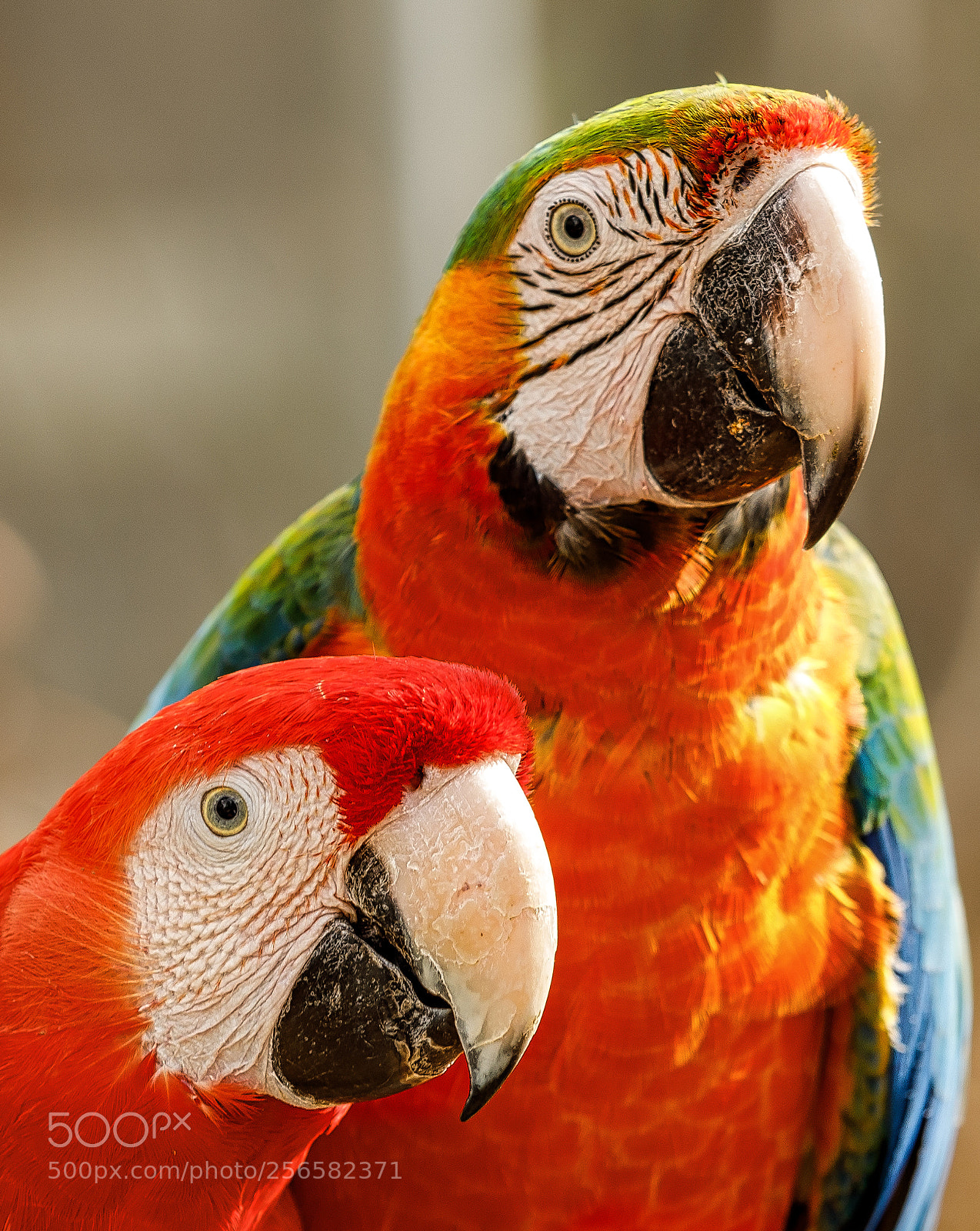 Canon EOS 5D Mark IV sample photo. Parrots photography