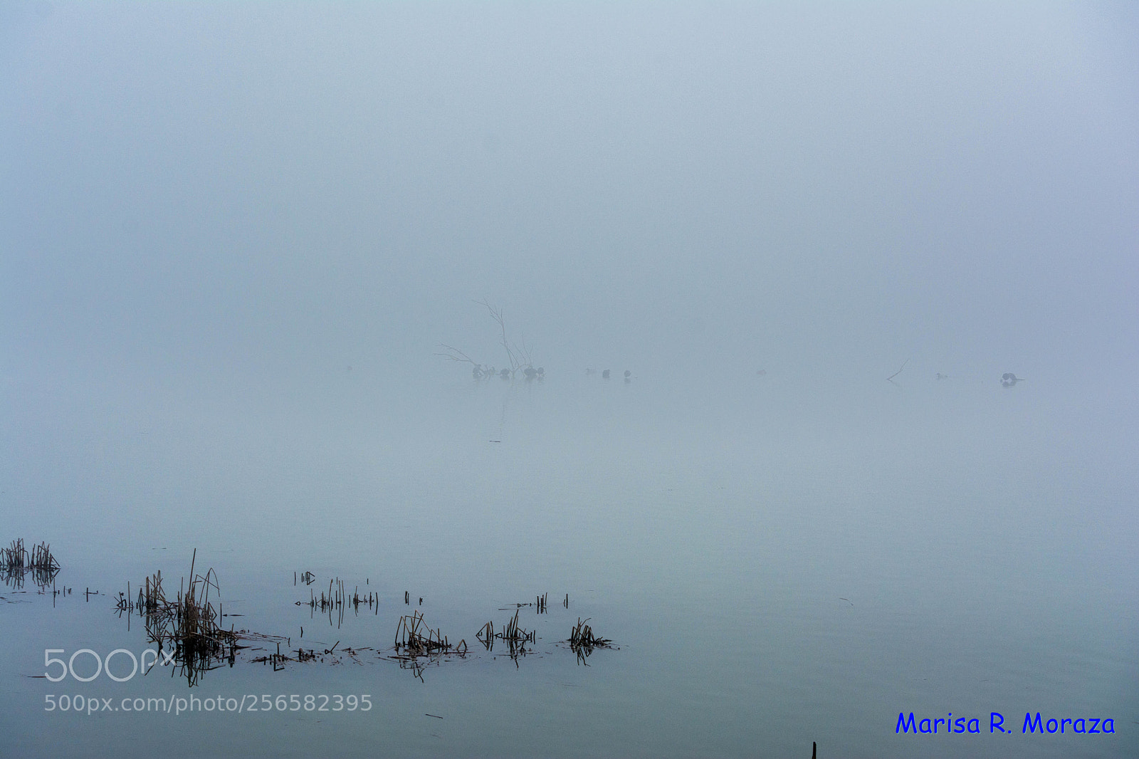 Nikon D7100 sample photo. Niebla en el pantano photography