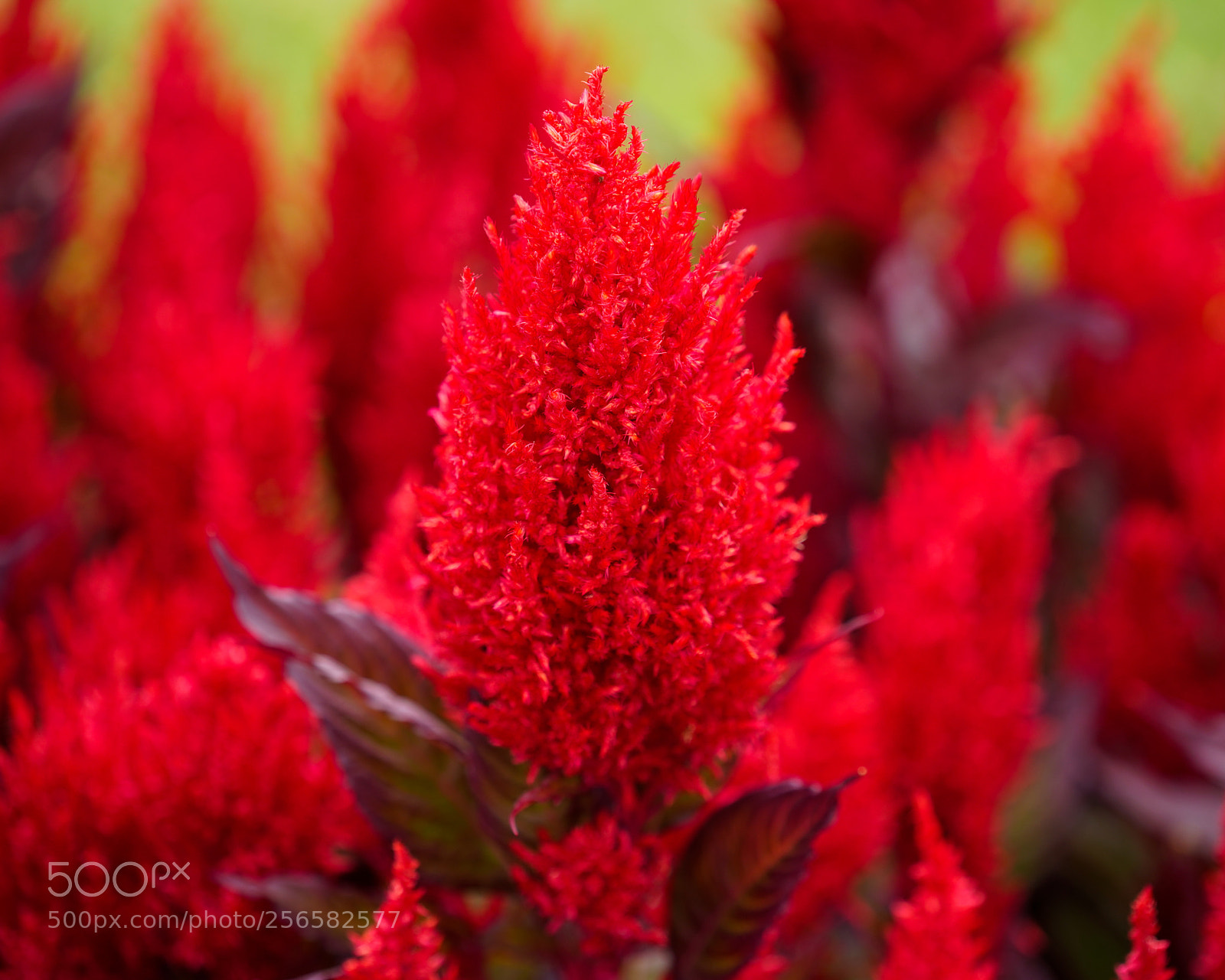 Sony a7R III sample photo. Blooming photography