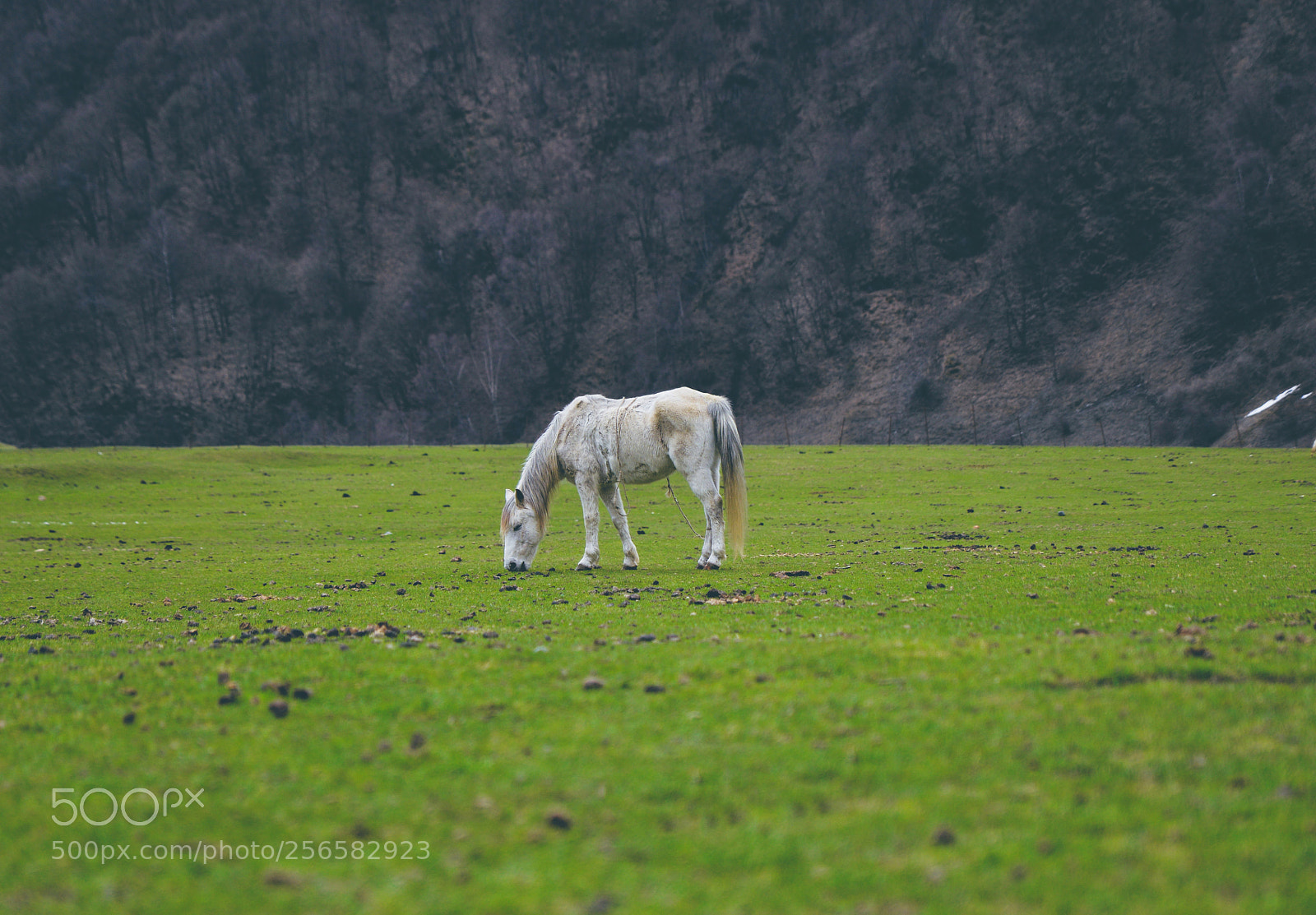 Nikon D610 sample photo. Azerbaijan qakh photography