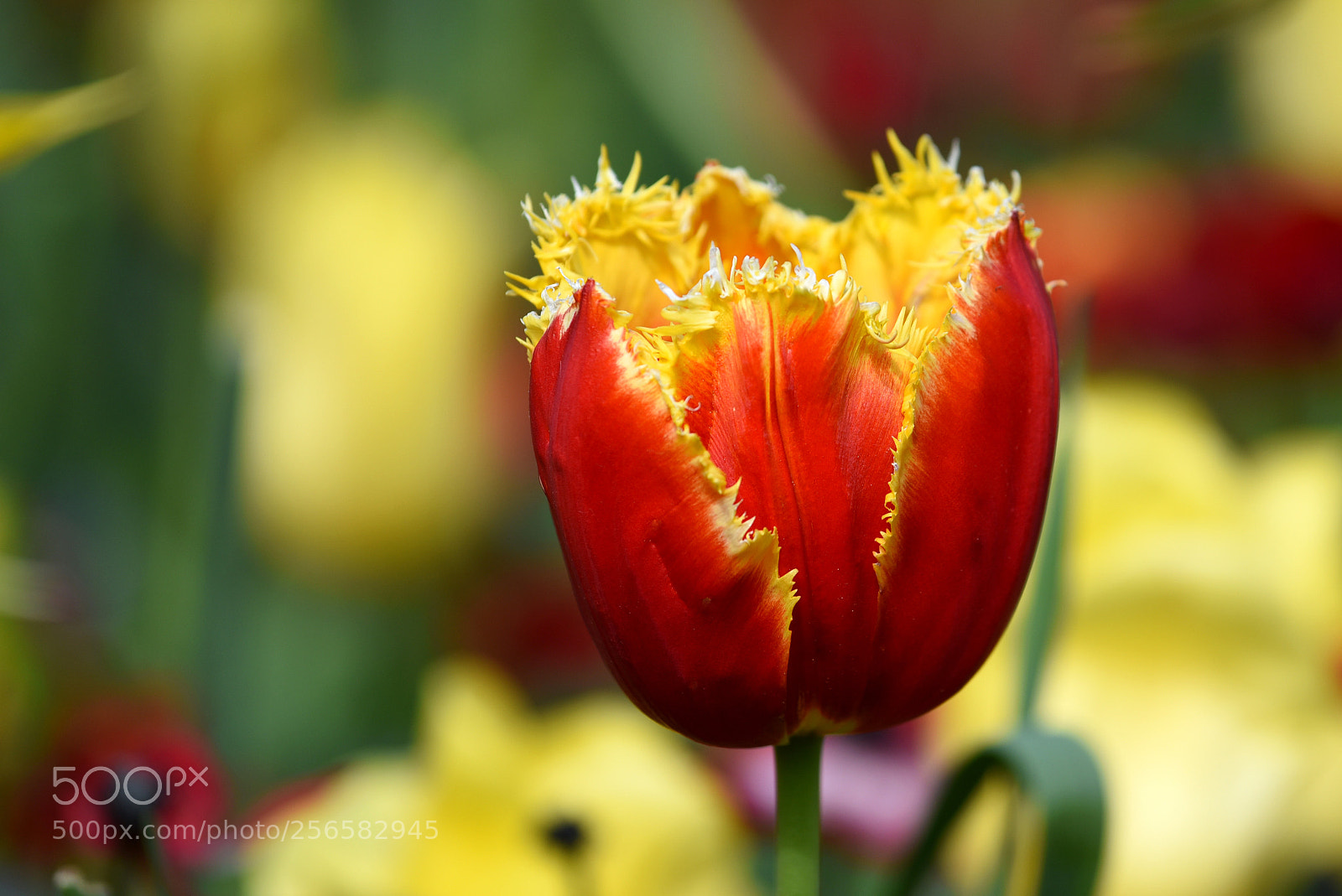 Nikon D750 sample photo. Stand for passion photography