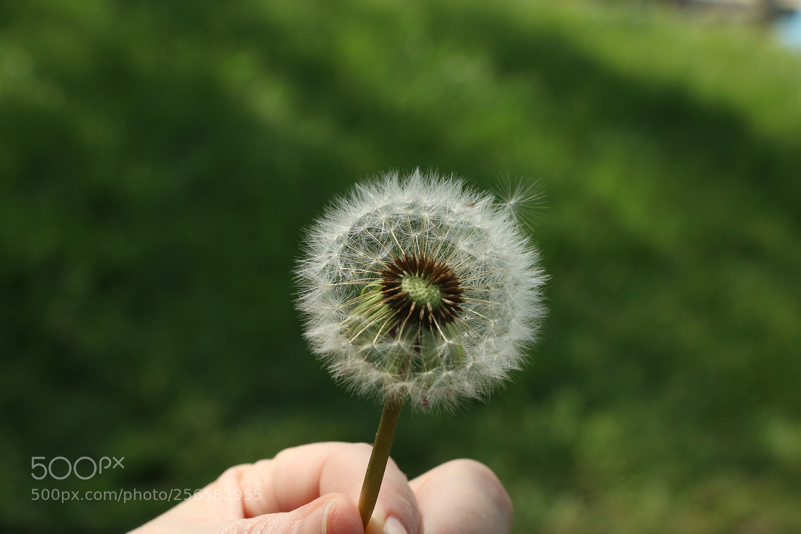 Canon EOS 70D sample photo. Img photography