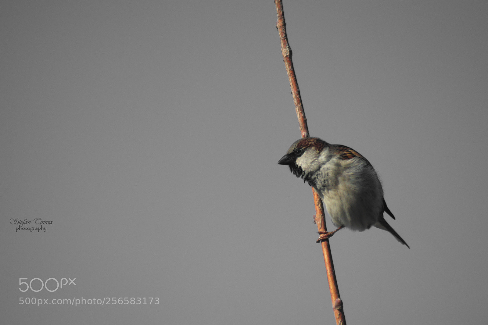 Nikon D5500 sample photo. Curiosity in winter photography