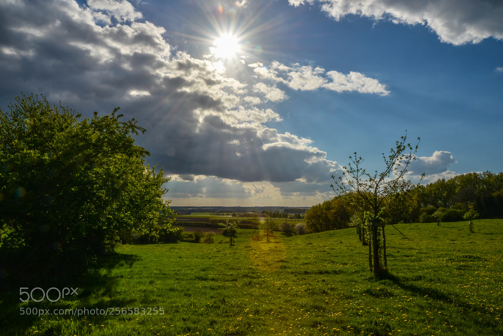 Nikon D800 sample photo. Sunshine photography