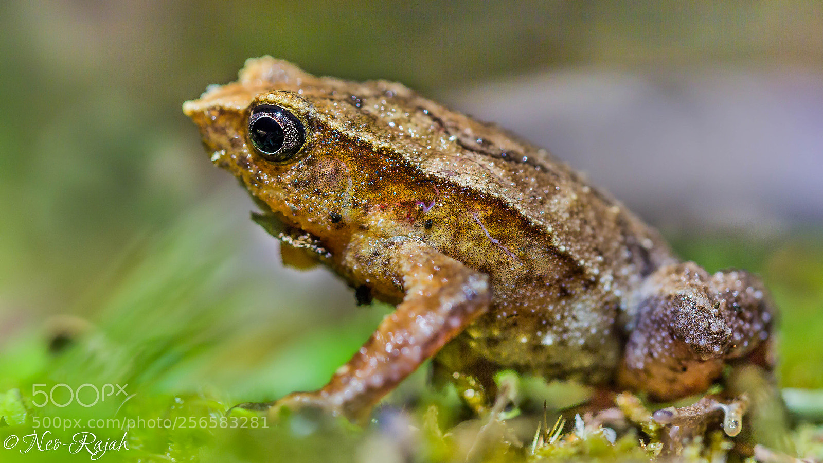 Canon EOS 60D sample photo. "leaf frog" photography