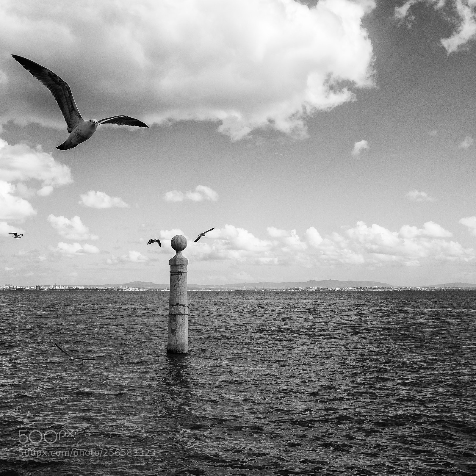 Olympus OM-D E-M5 sample photo. A flock of seagulls photography