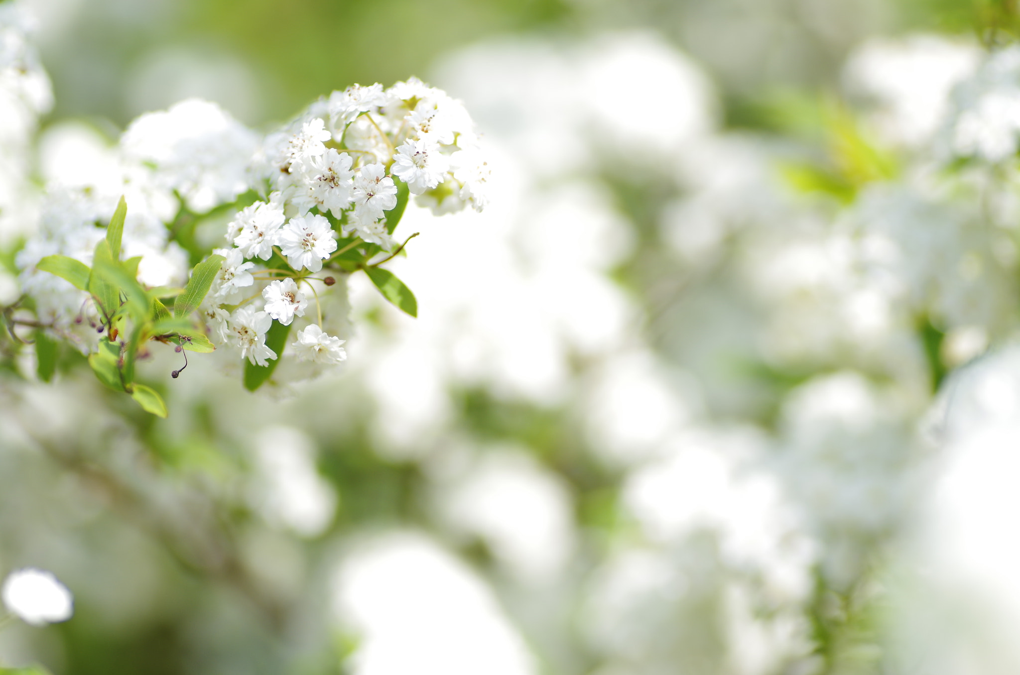 Pentax K-30 + Tamron SP AF 90mm F2.8 Di Macro sample photo. White in white photography