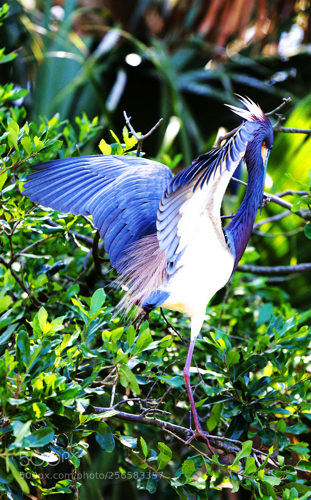 Nikon D810 sample photo. Blue heron photography