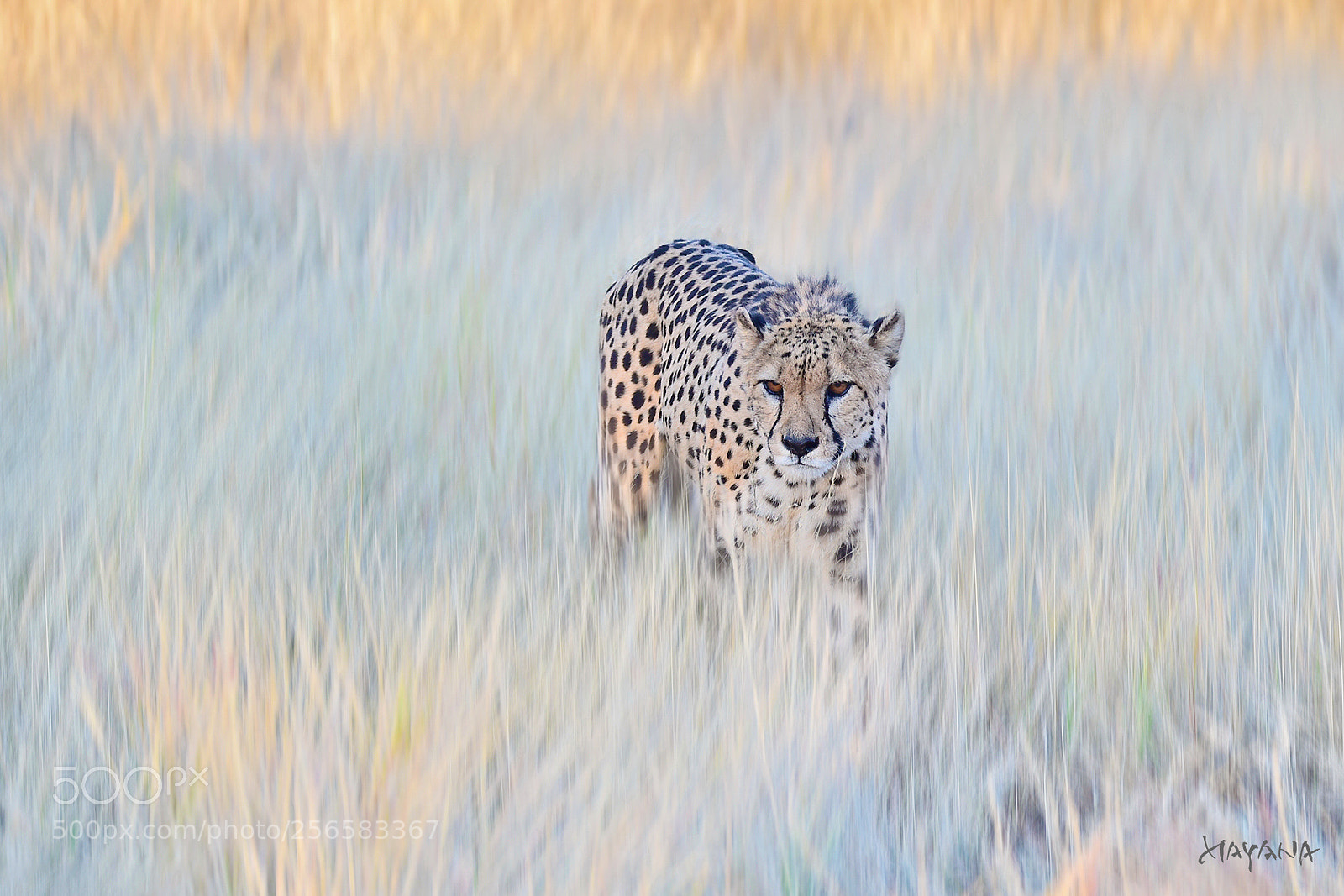 Nikon D4S sample photo. Cheetah photography