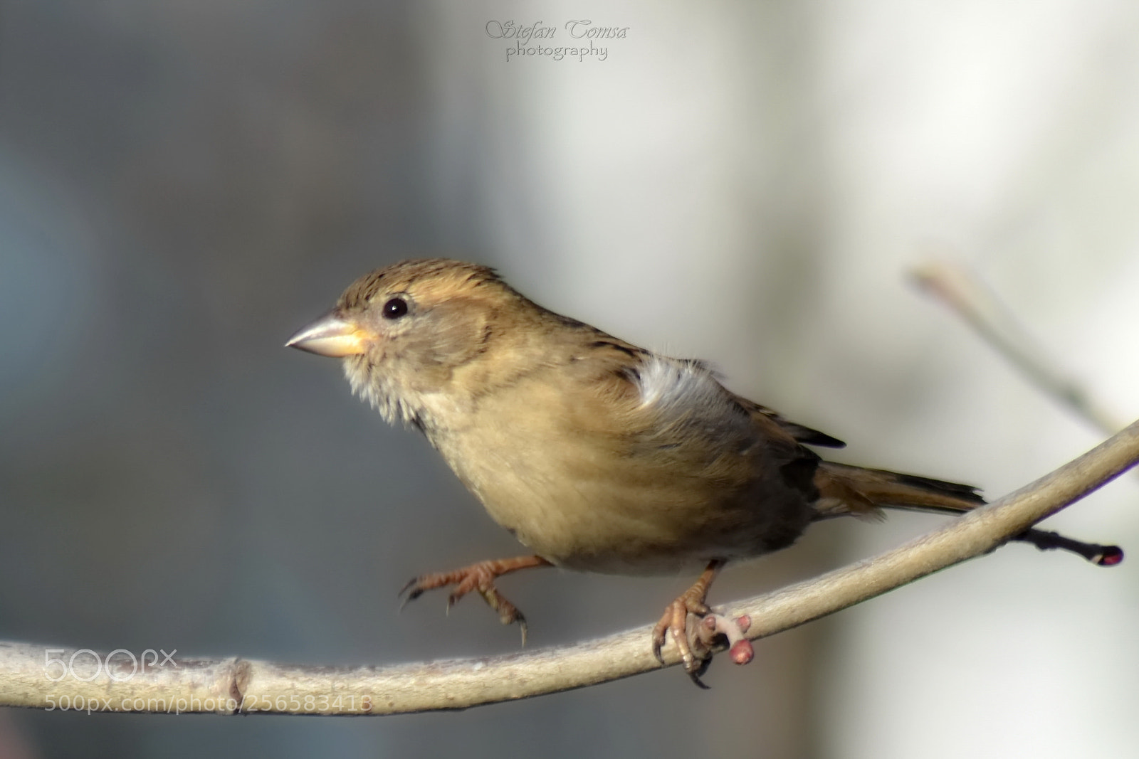 Nikon D5500 sample photo. Spring step by step photography