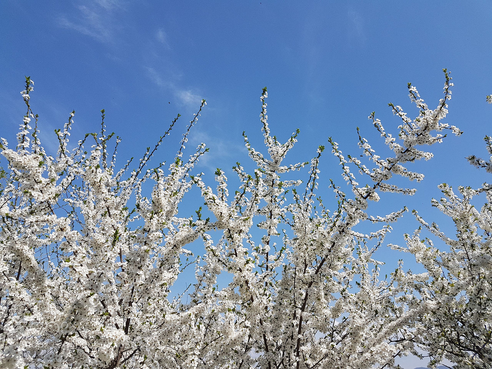 Samsung Galaxy S7 sample photo. Spring flowers photography