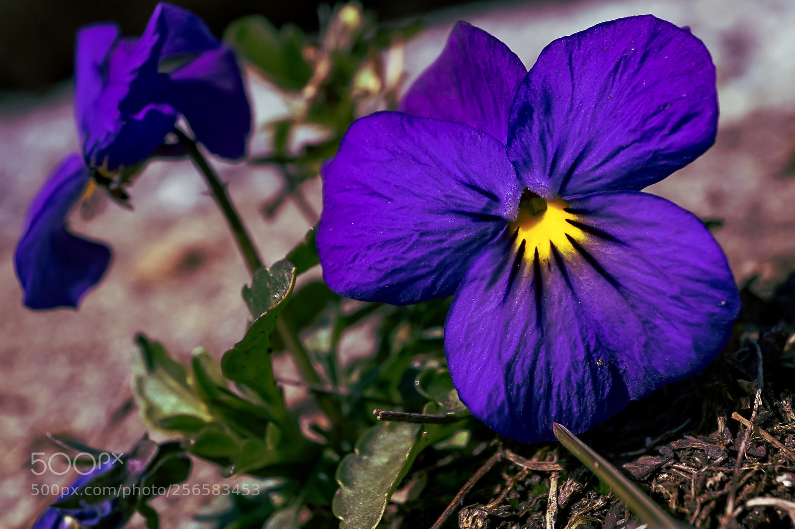 Sony a7 II sample photo. "wild pansies" photography