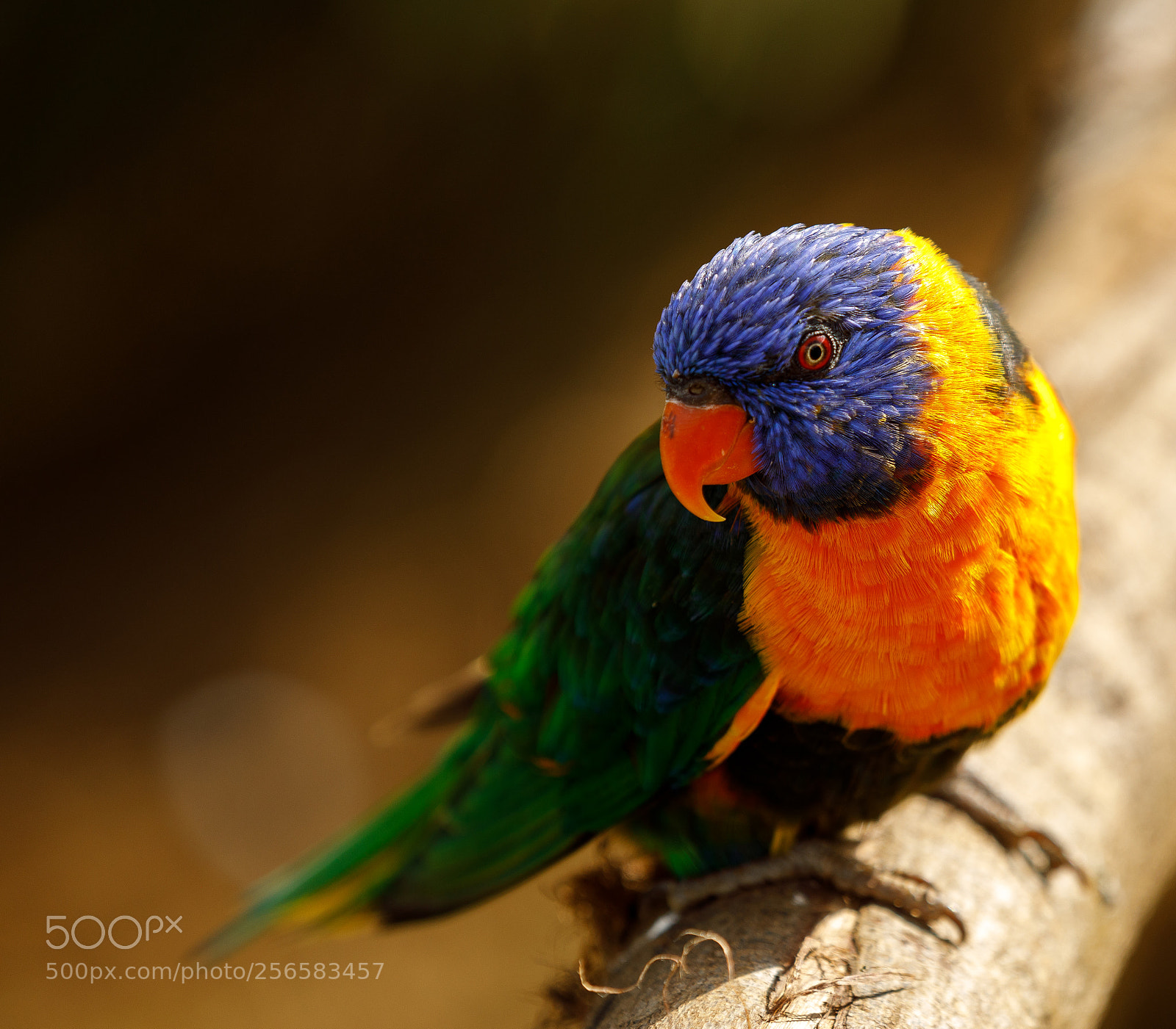 Canon EOS 5D Mark IV sample photo. Parrot photography