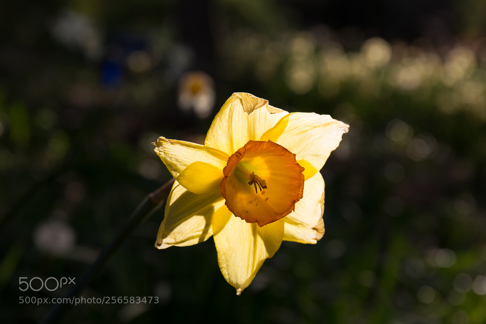 Canon EOS 6D sample photo. Daffodil photography