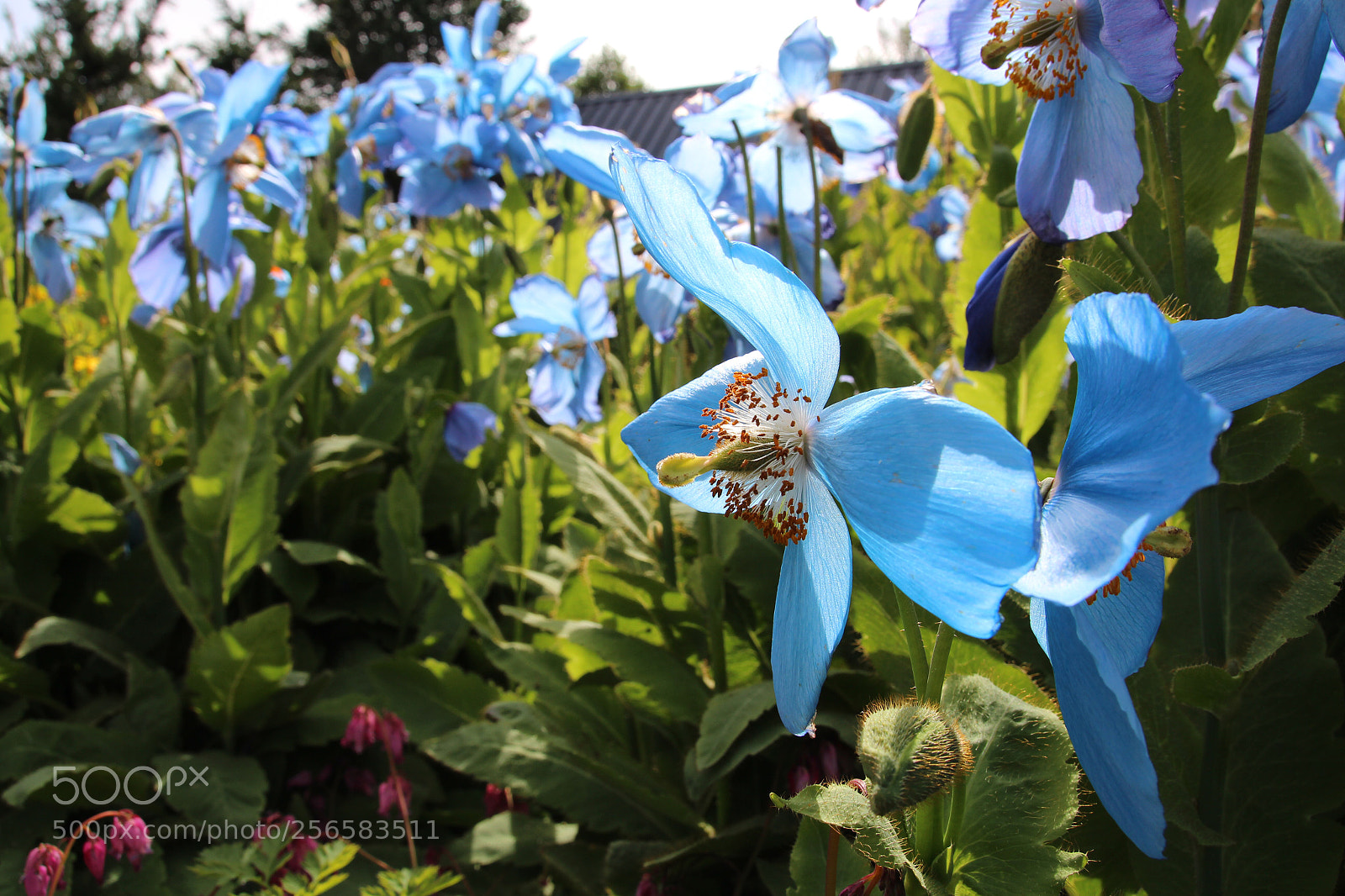 Canon EOS 700D (EOS Rebel T5i / EOS Kiss X7i) sample photo. Untitled photography