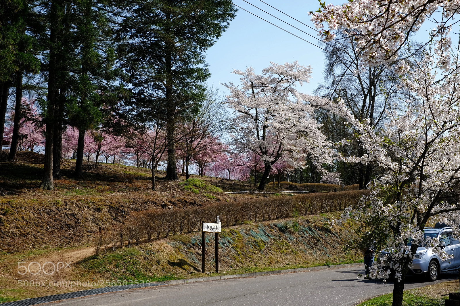 Fujifilm X-T2 sample photo. Sakura road photography