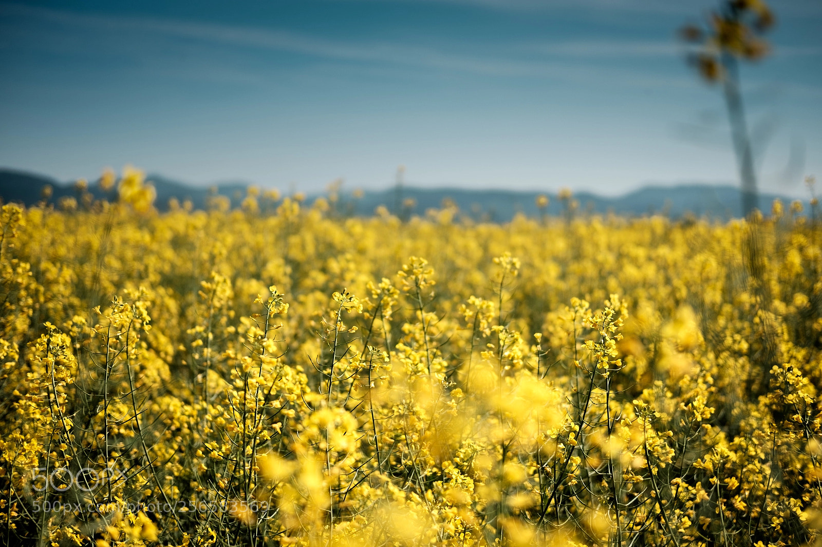Fujifilm X-T10 sample photo. Yellow photography