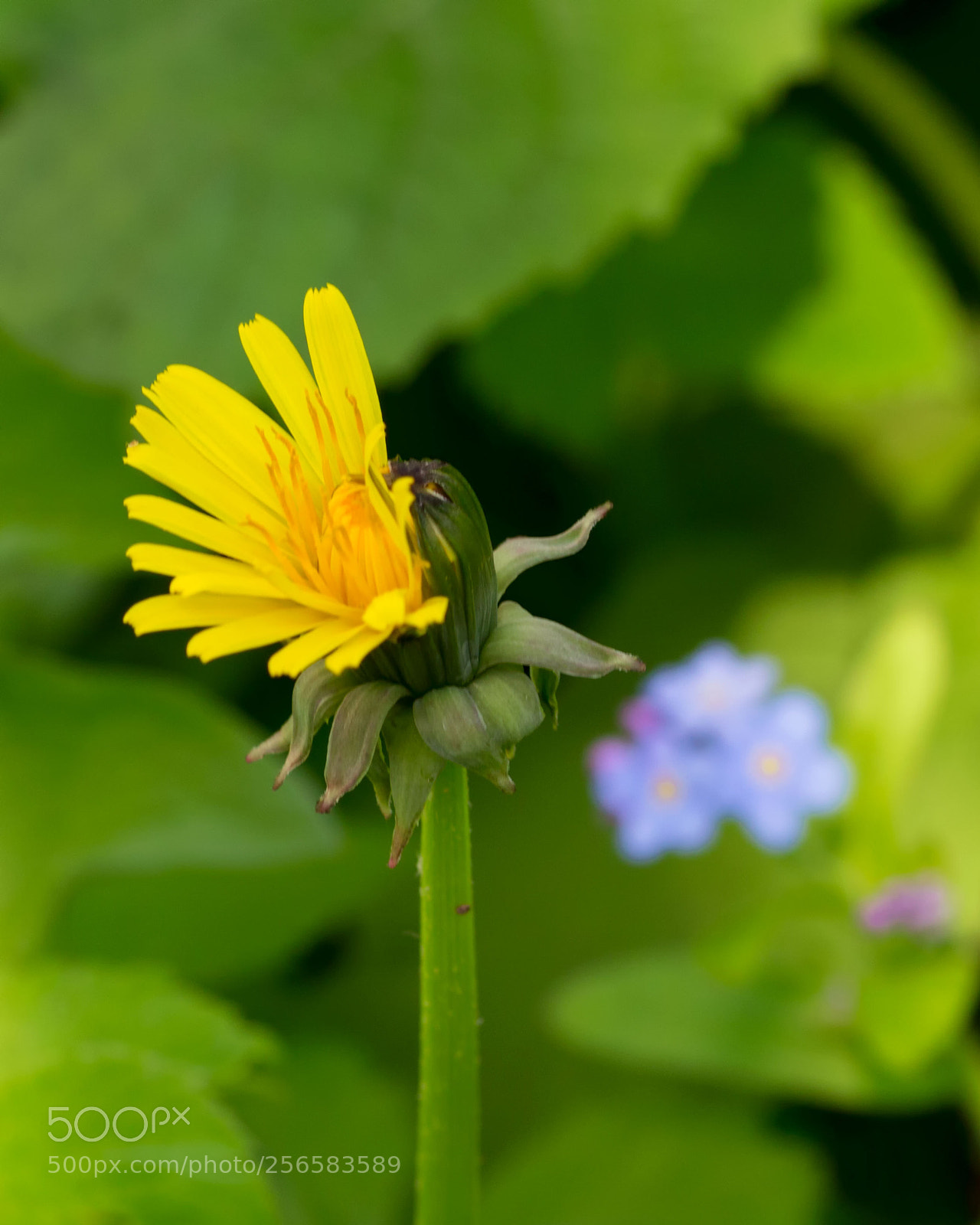 Canon EOS 60D sample photo. Halfborn photography