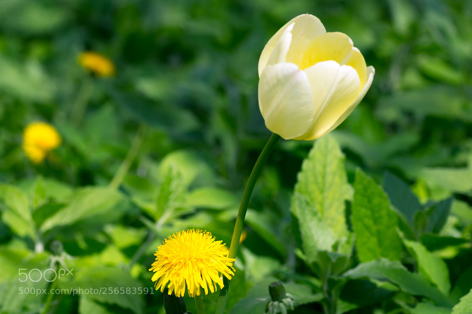 Canon EOS 60D sample photo. Dandelion photography