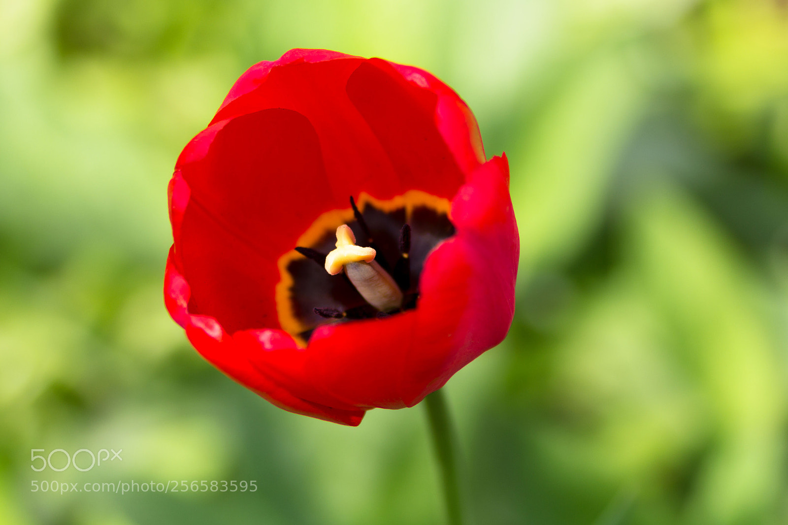 Canon EOS 60D sample photo. Tulip photography